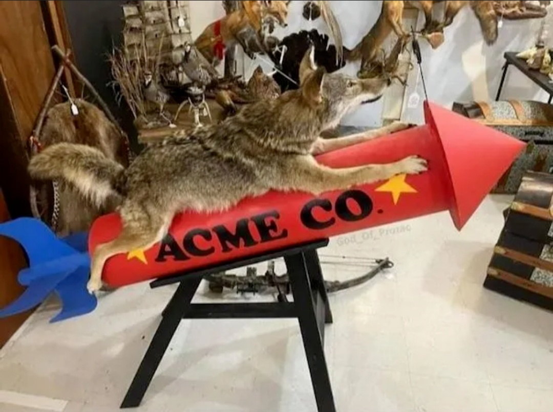 This Time, He Might Just Catch the Roadrunner!