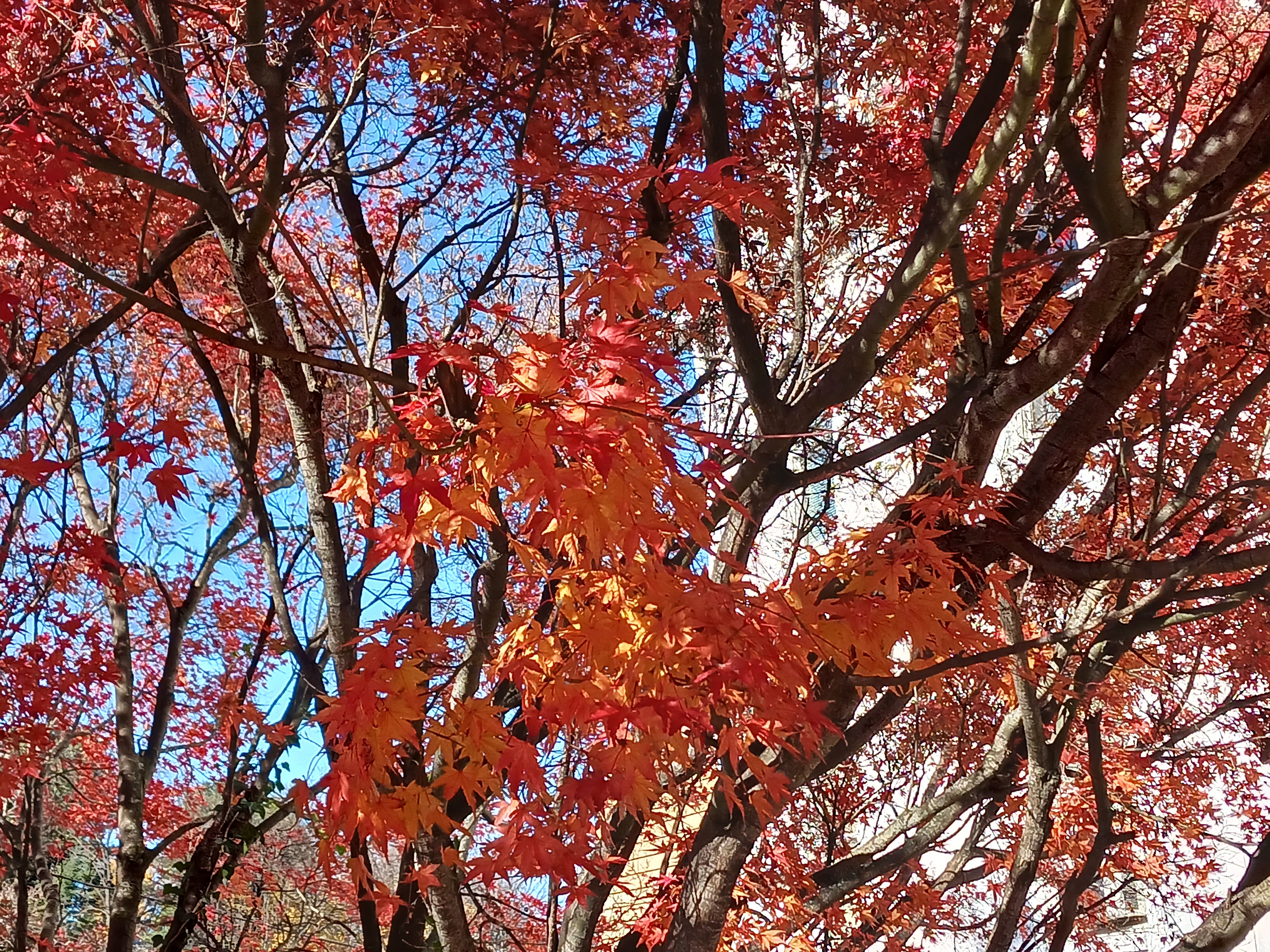 The Beauty of Autumn Leaves