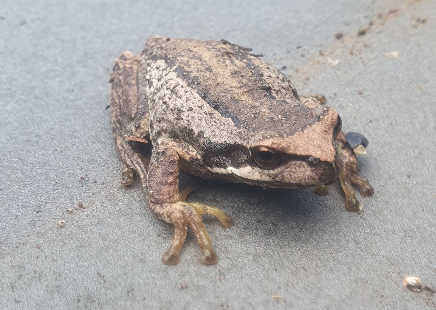 Amidst the chaos, find solace in the serene image of a Tasmanian Bush frog.