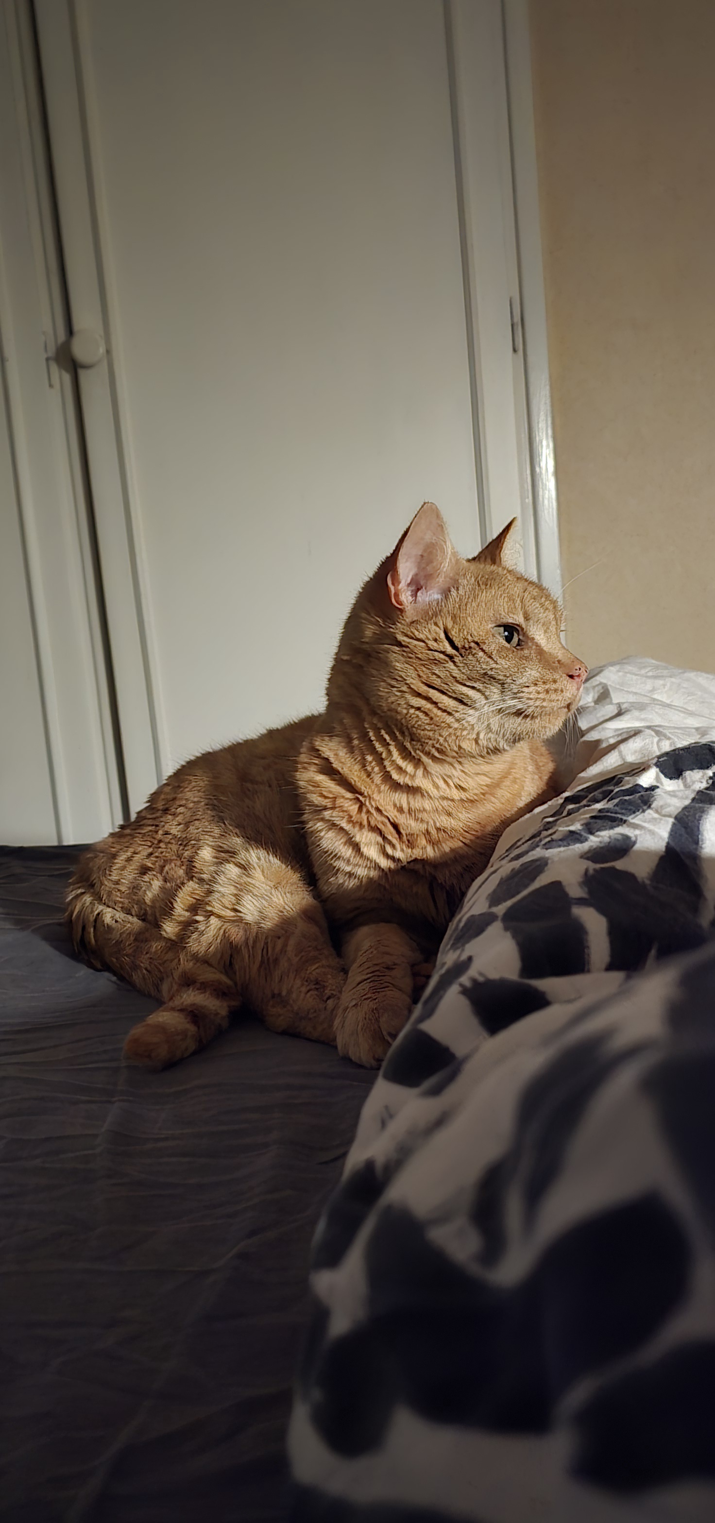 Exciting News: I Just Got a Cat!
