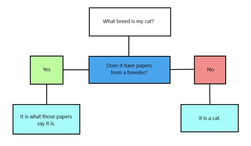 What breed is my cat? Spoiler alert: It's just a cat!