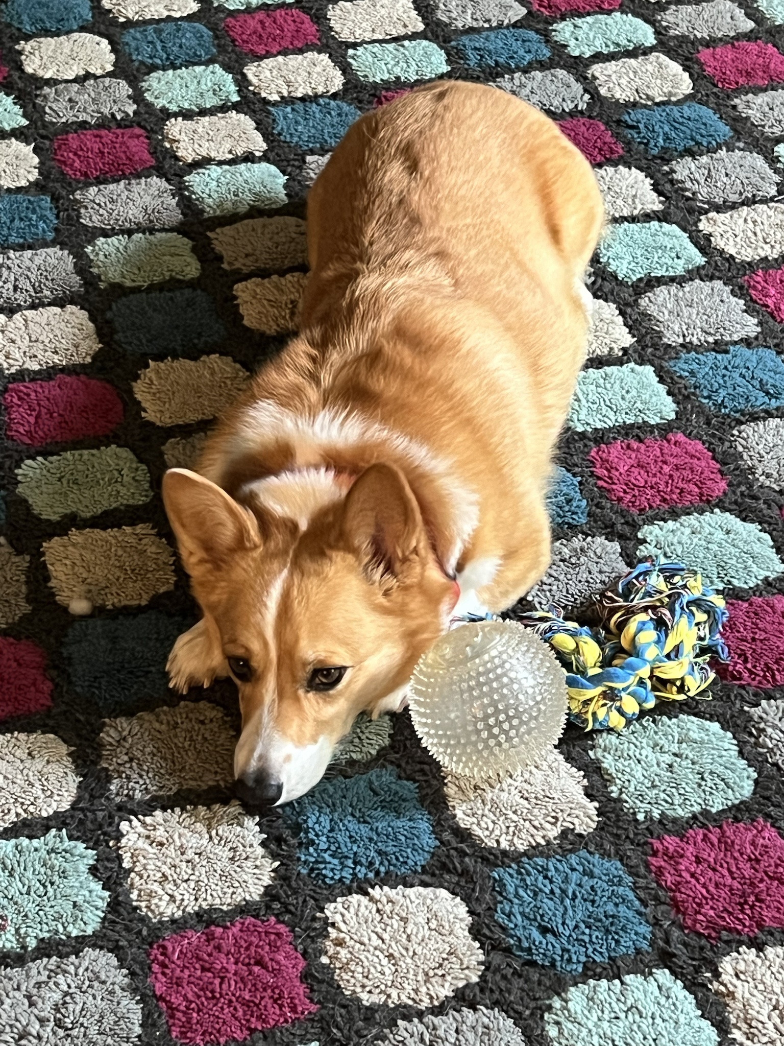 Forget the Election, Look at My Adorable Dog!