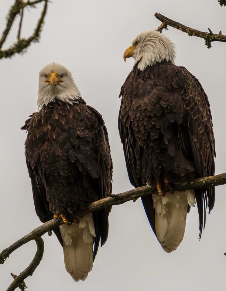 Majestic Eagles in all their glory