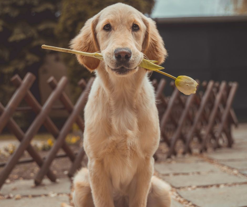 Adorable Pup Seeks Friendship and Offers Flowers!