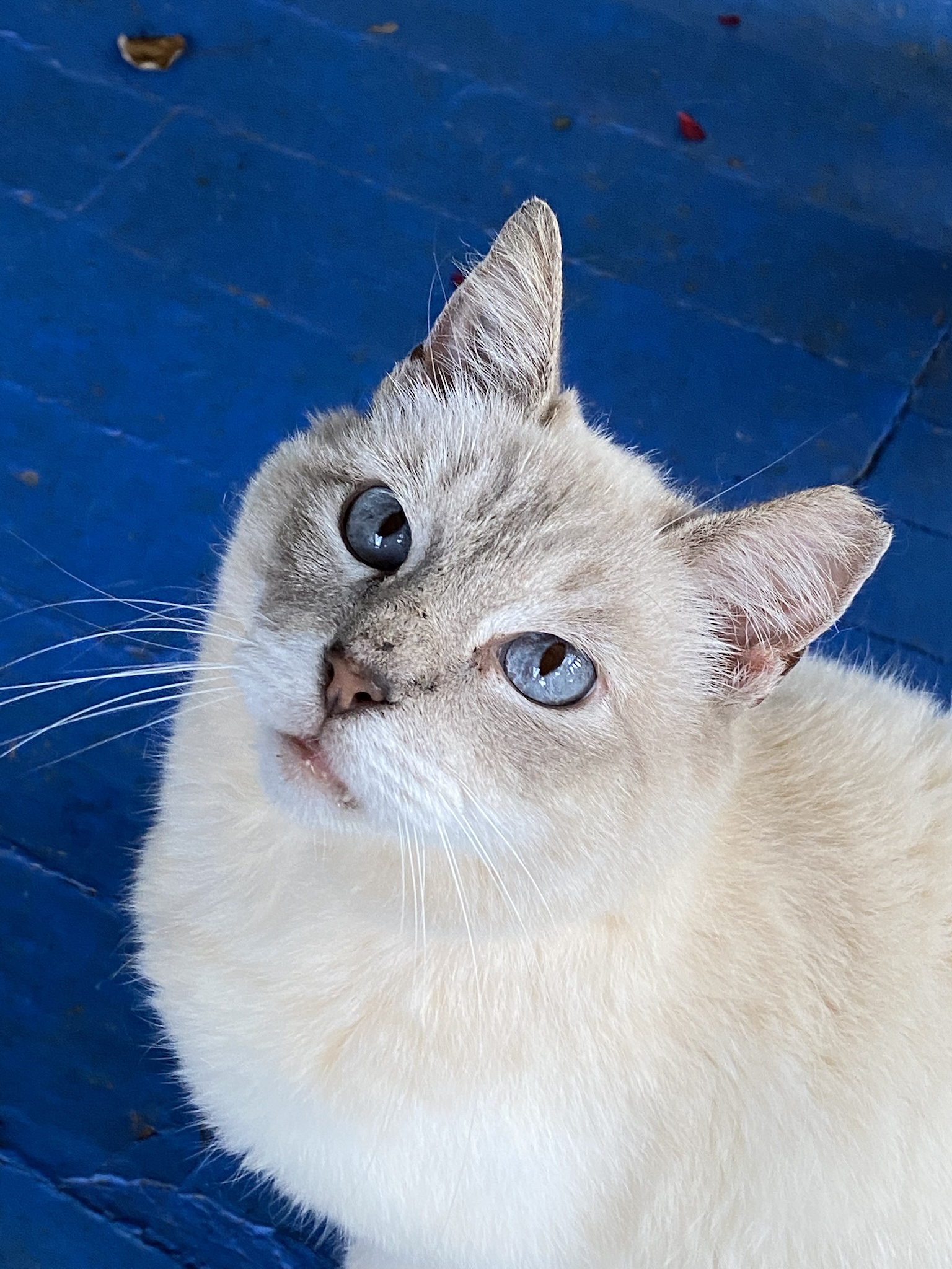 Meet the Angel Kitty: A Feline with Heavenly Charm