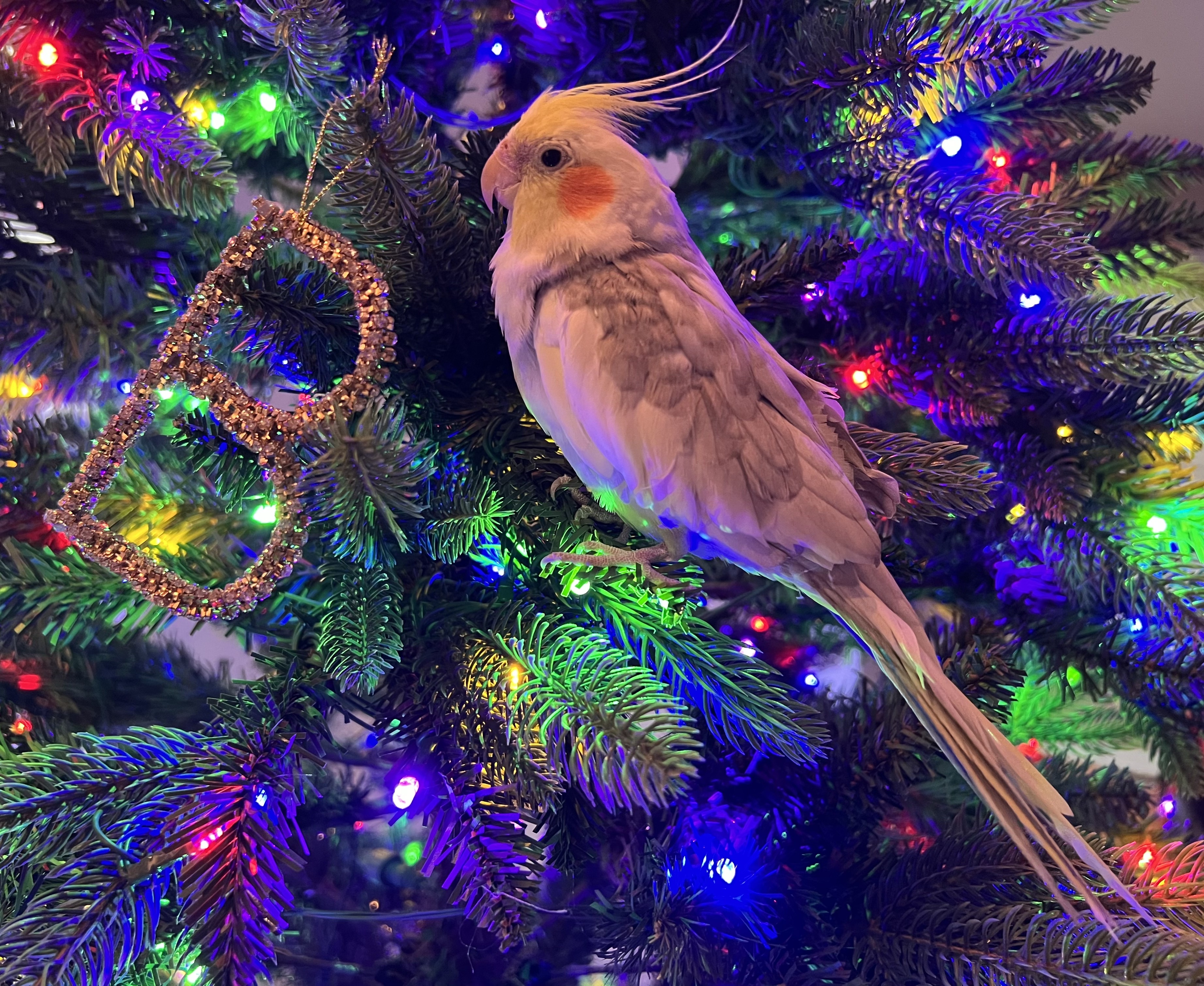 Meet Christmas Bailey: The Festive Spirit in a Character