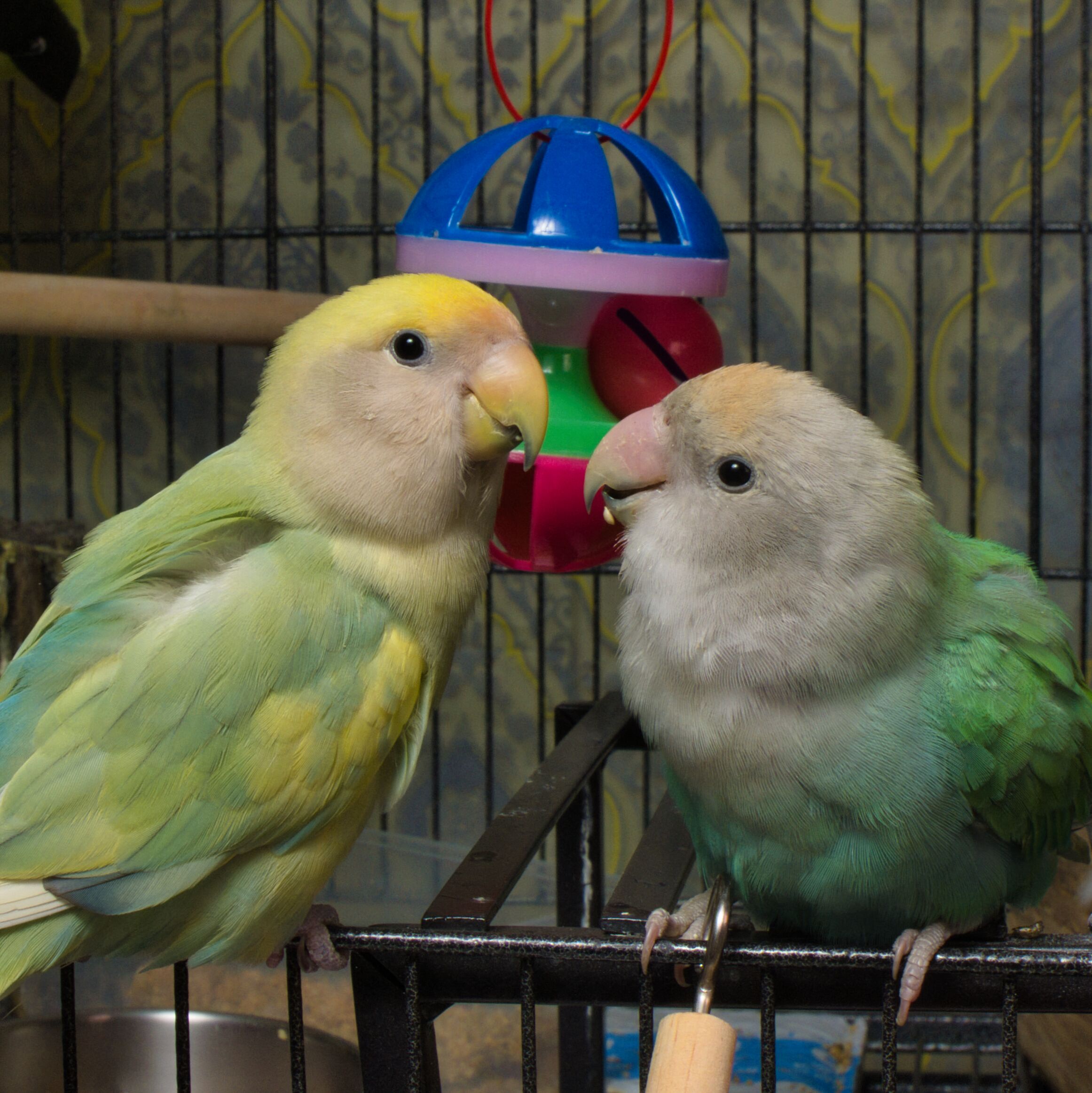 The LX-5 seems to keep the birds at ease!