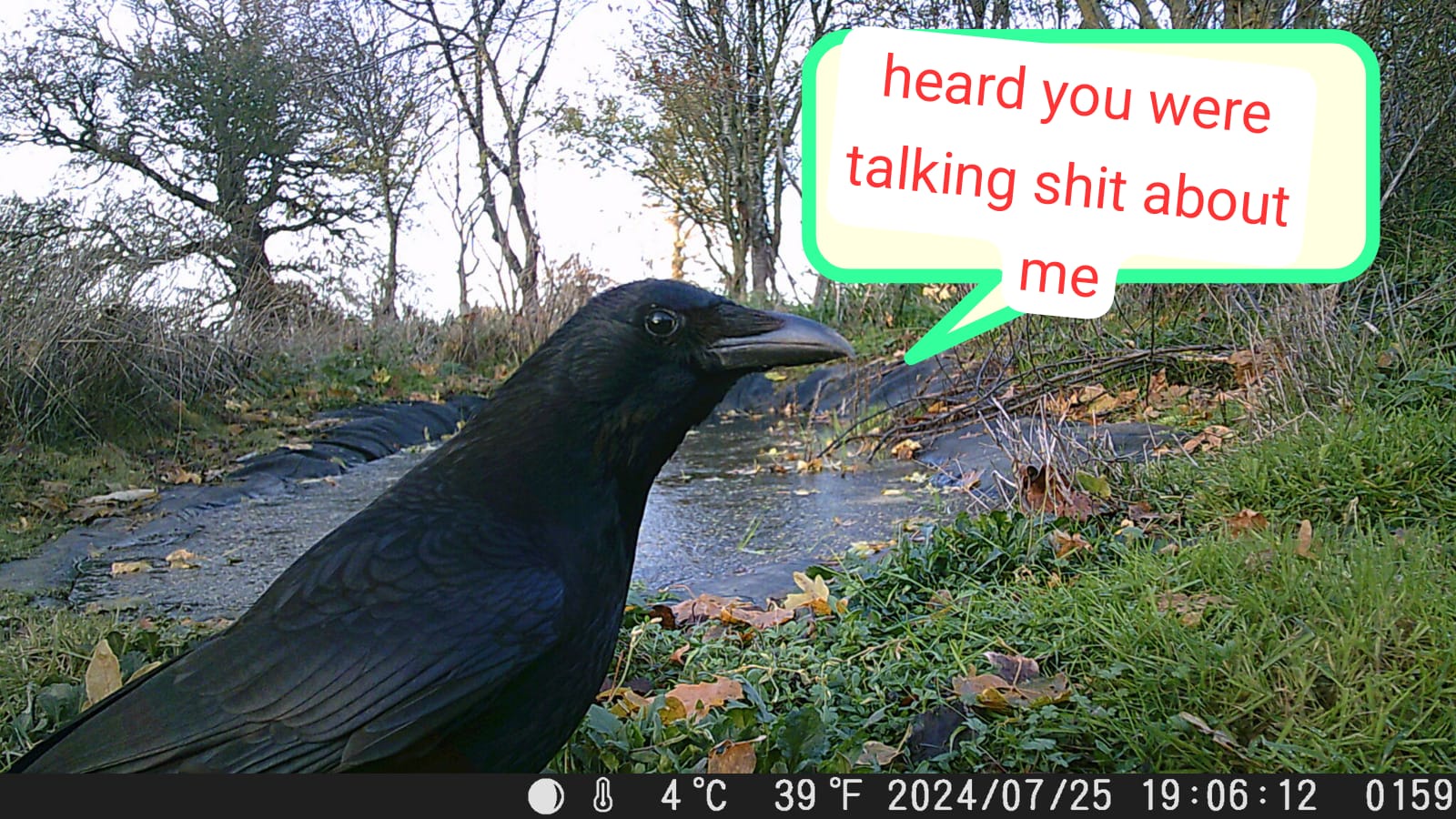 What Did You Just Say, Mate?