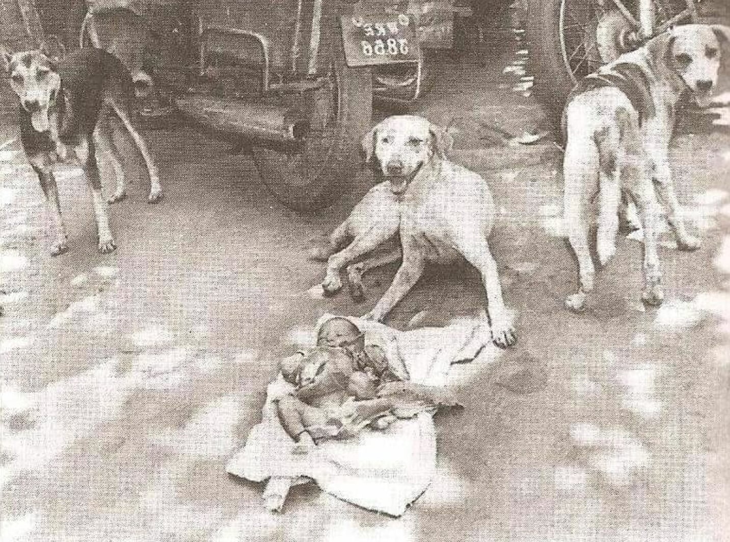 The Heartwarming Moment When Street Dogs Rescued a Newborn