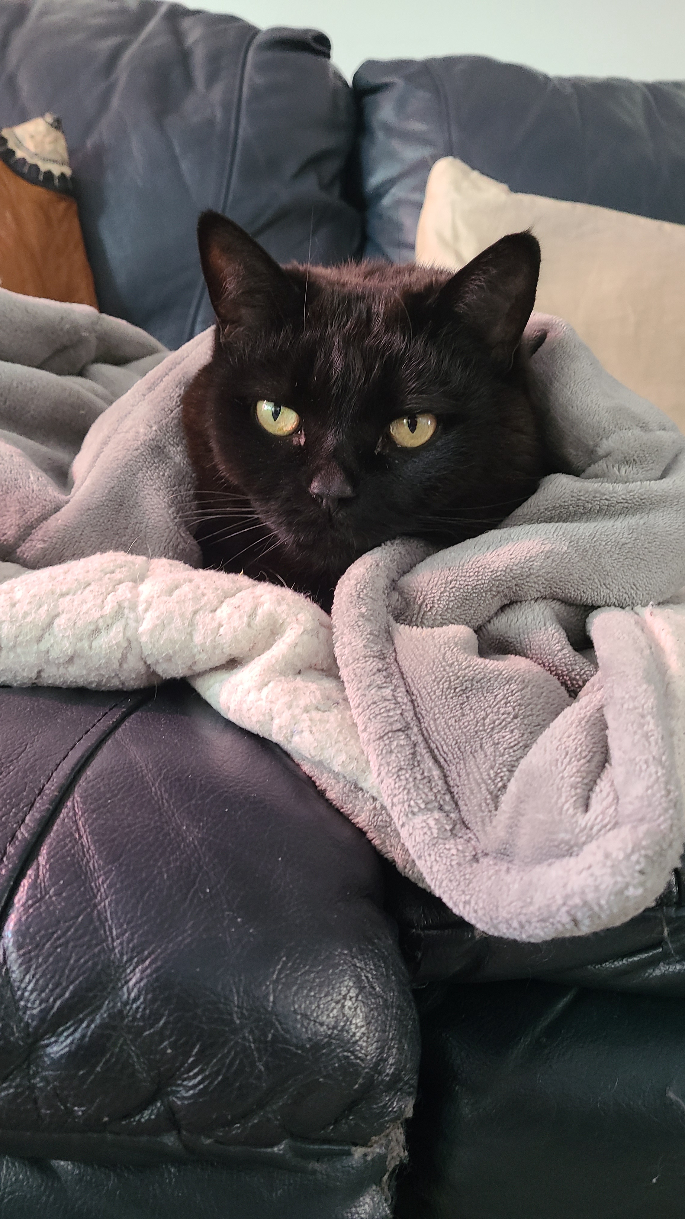 She Absolutely Adores Her Cozy Weighted Blanket