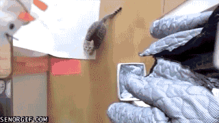 Explore the Retro Gifs Collection: Part 5