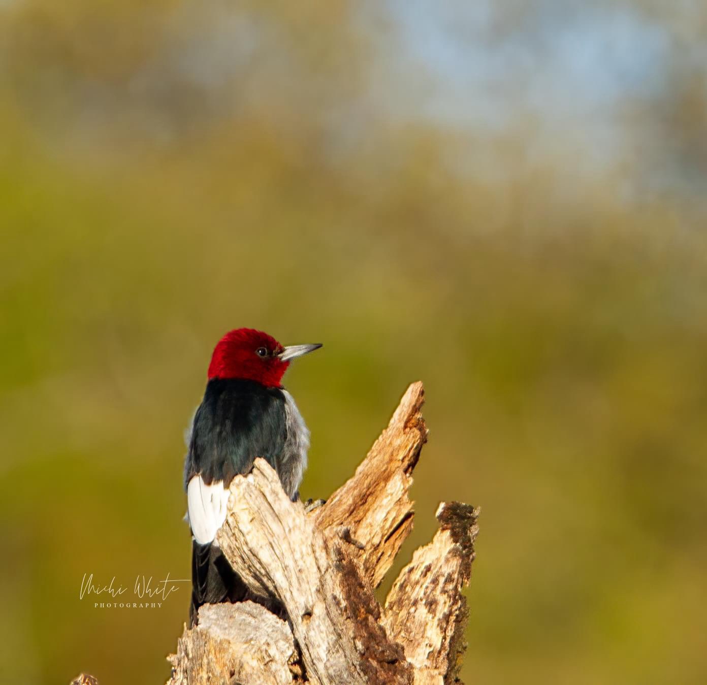 Meet the striking red-headed woodpecker!