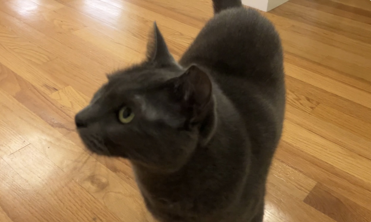 Celebrating Daily Snick Pic #50