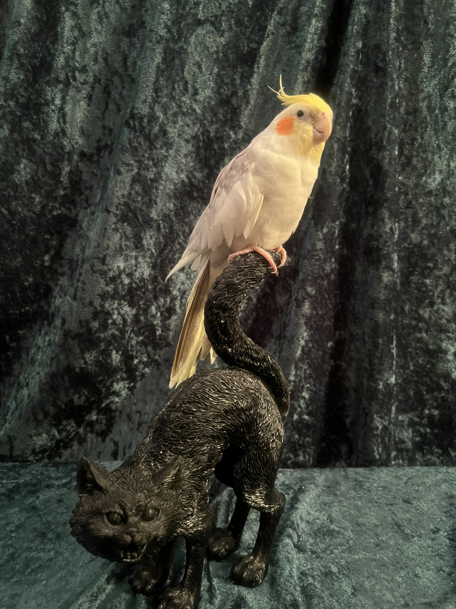 Meet the ultimate boss bird!