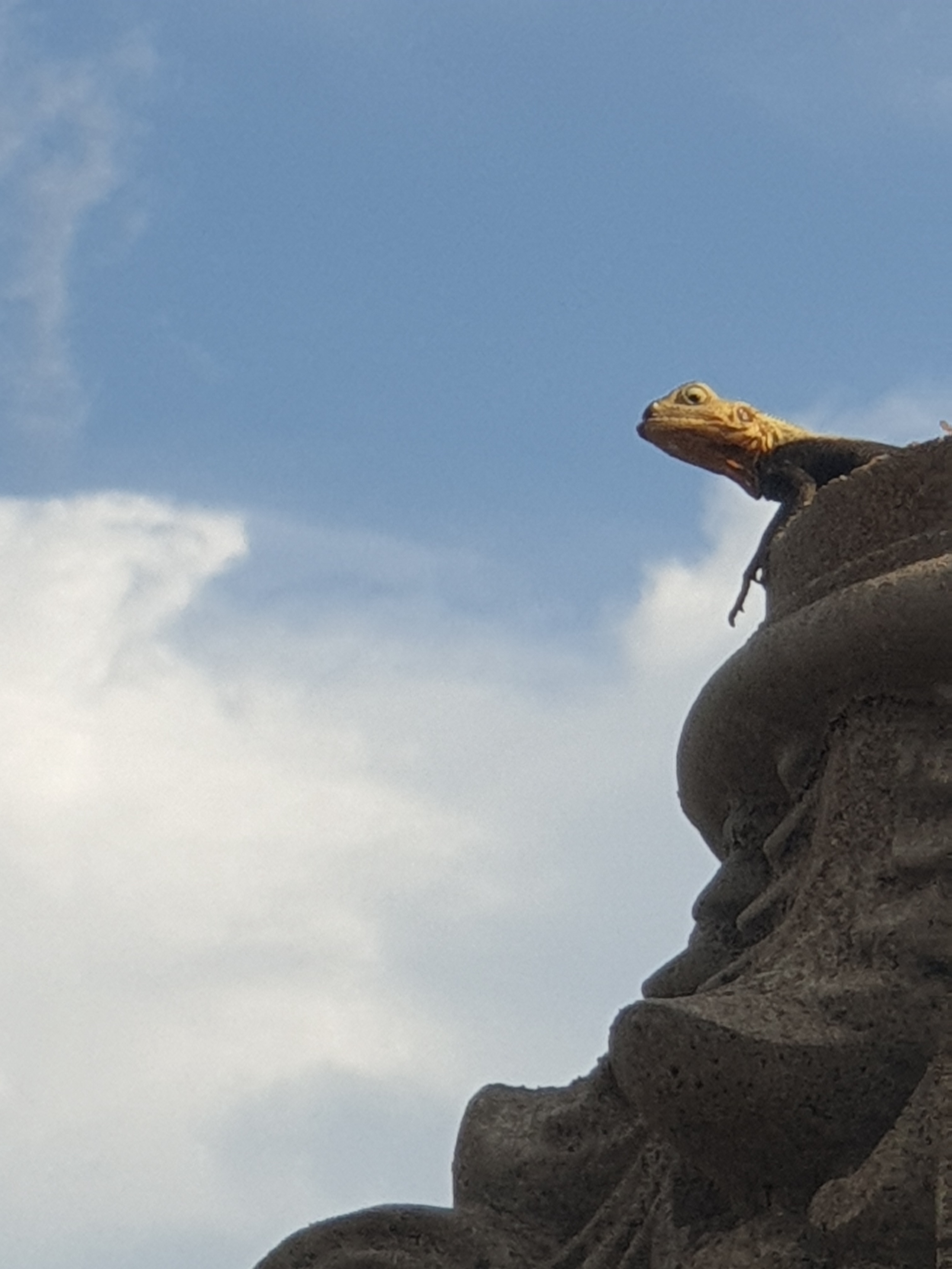 Just a Lizard Living Its Best Life