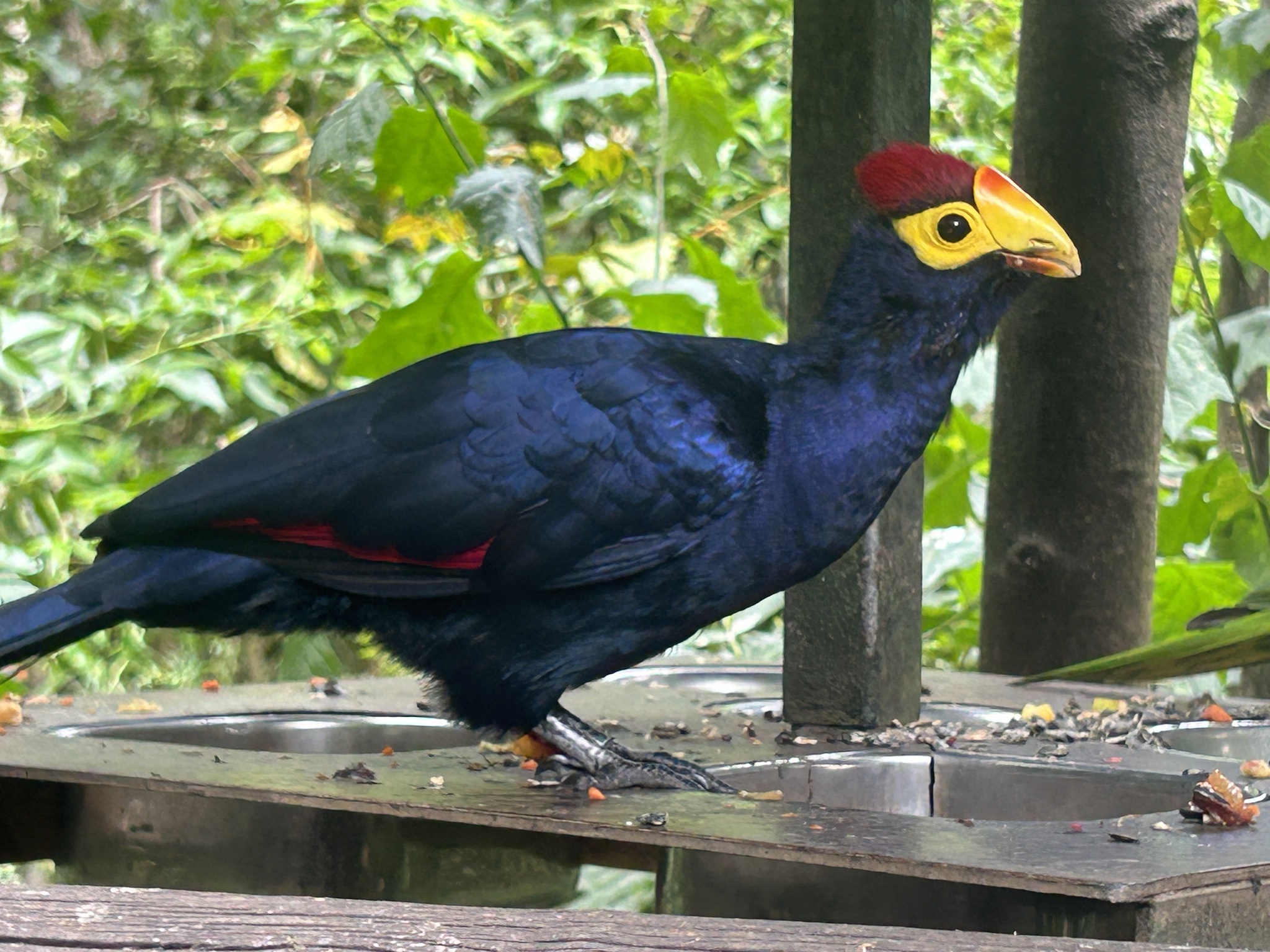 Explore the Free Flight Bird Aviary in Tsitsikamma, South Africa