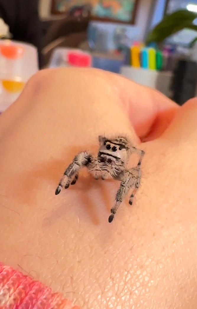 Watch this amazing jumping spider showcase her incredible leaps!