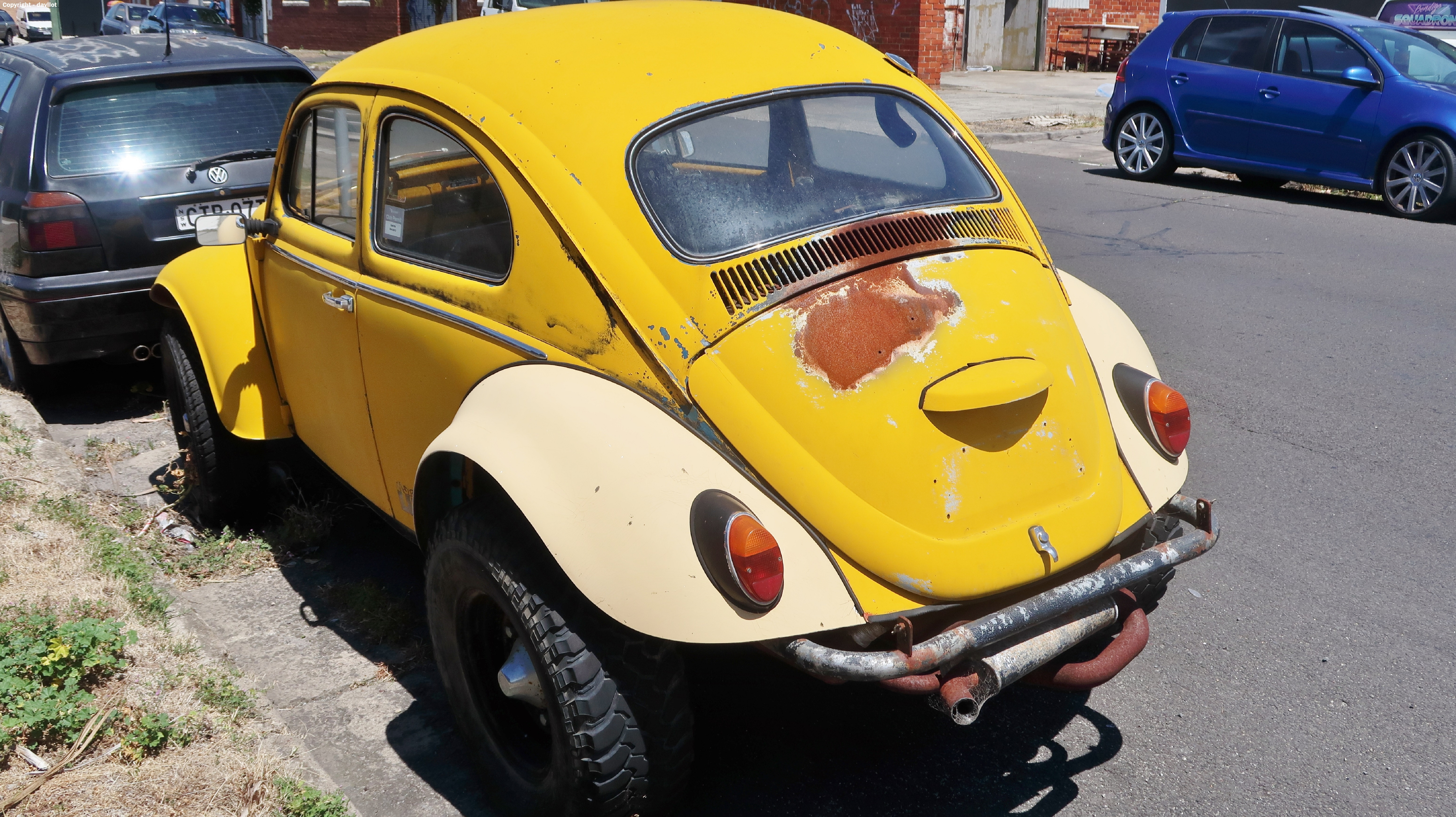 Beetle: Nature's Little Marvel