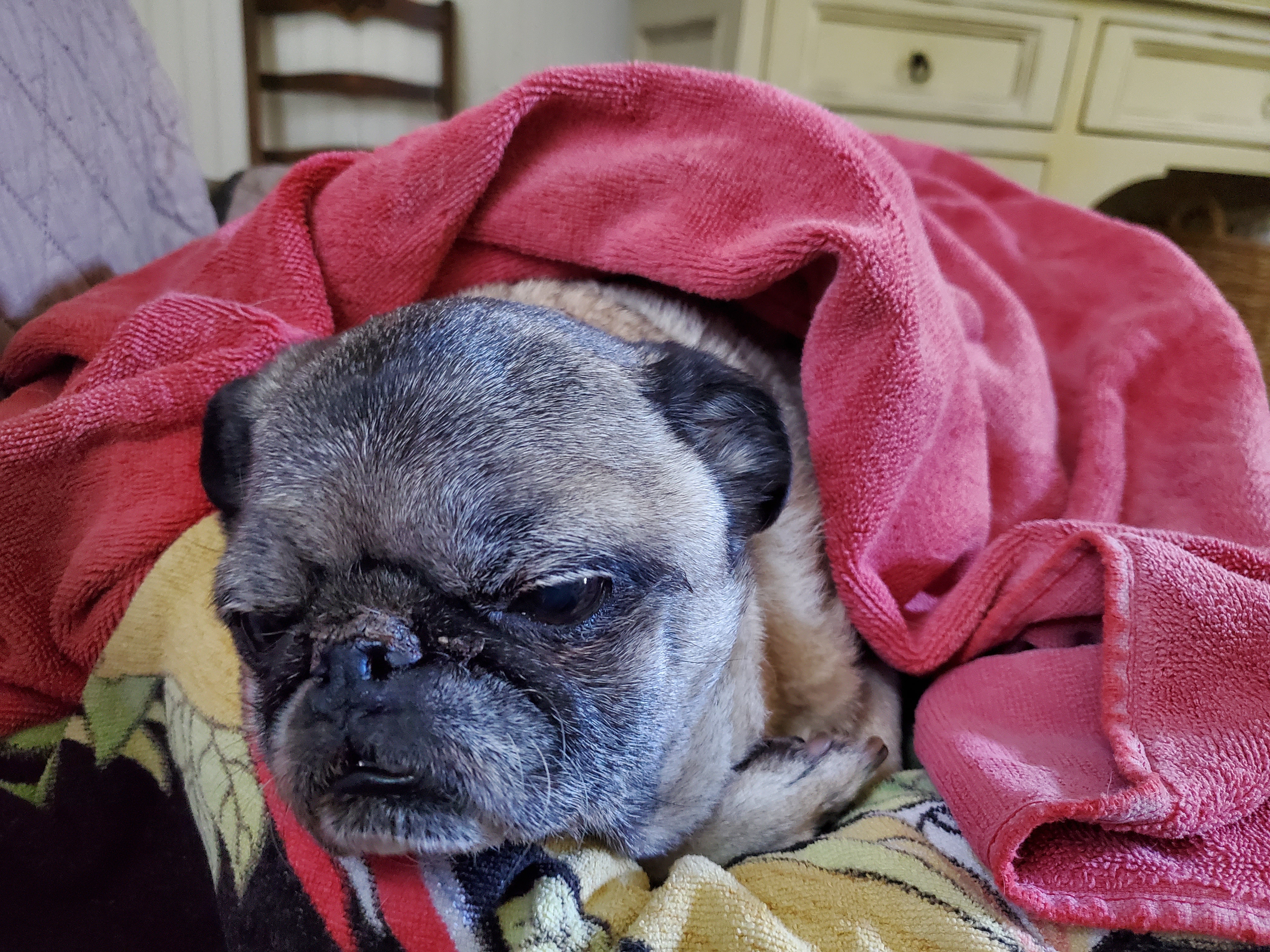 Saying goodbye to the last of the pugs