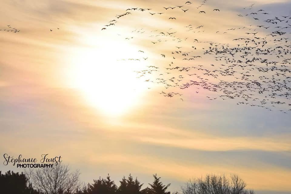 A Flock of Snow Geese in Flight