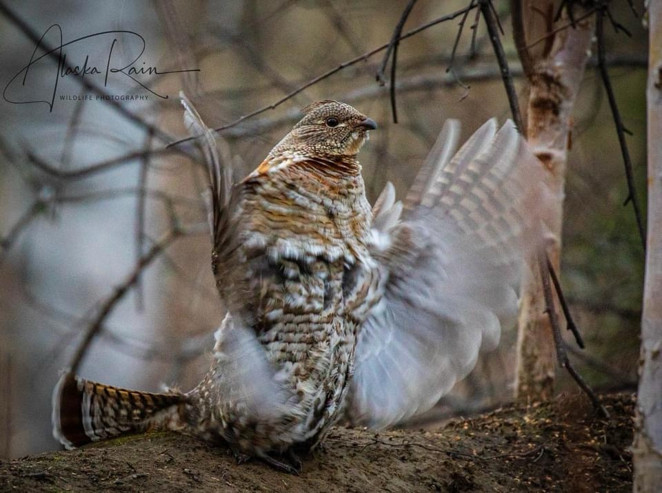 Wings That Are Ready to Fly!