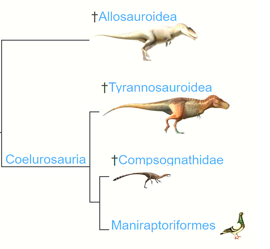 Someone's Got a Bone to Pick with the Theropods