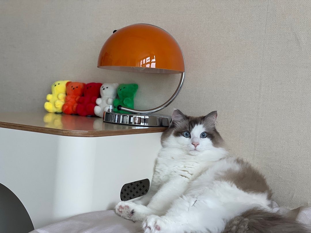 Why are you acting like that, Catty?