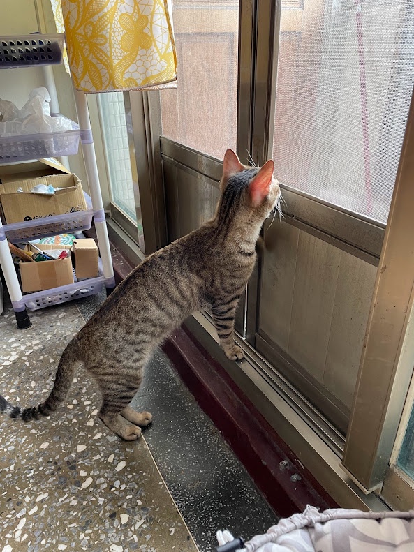 Just a Cat: The Internet's Favorite