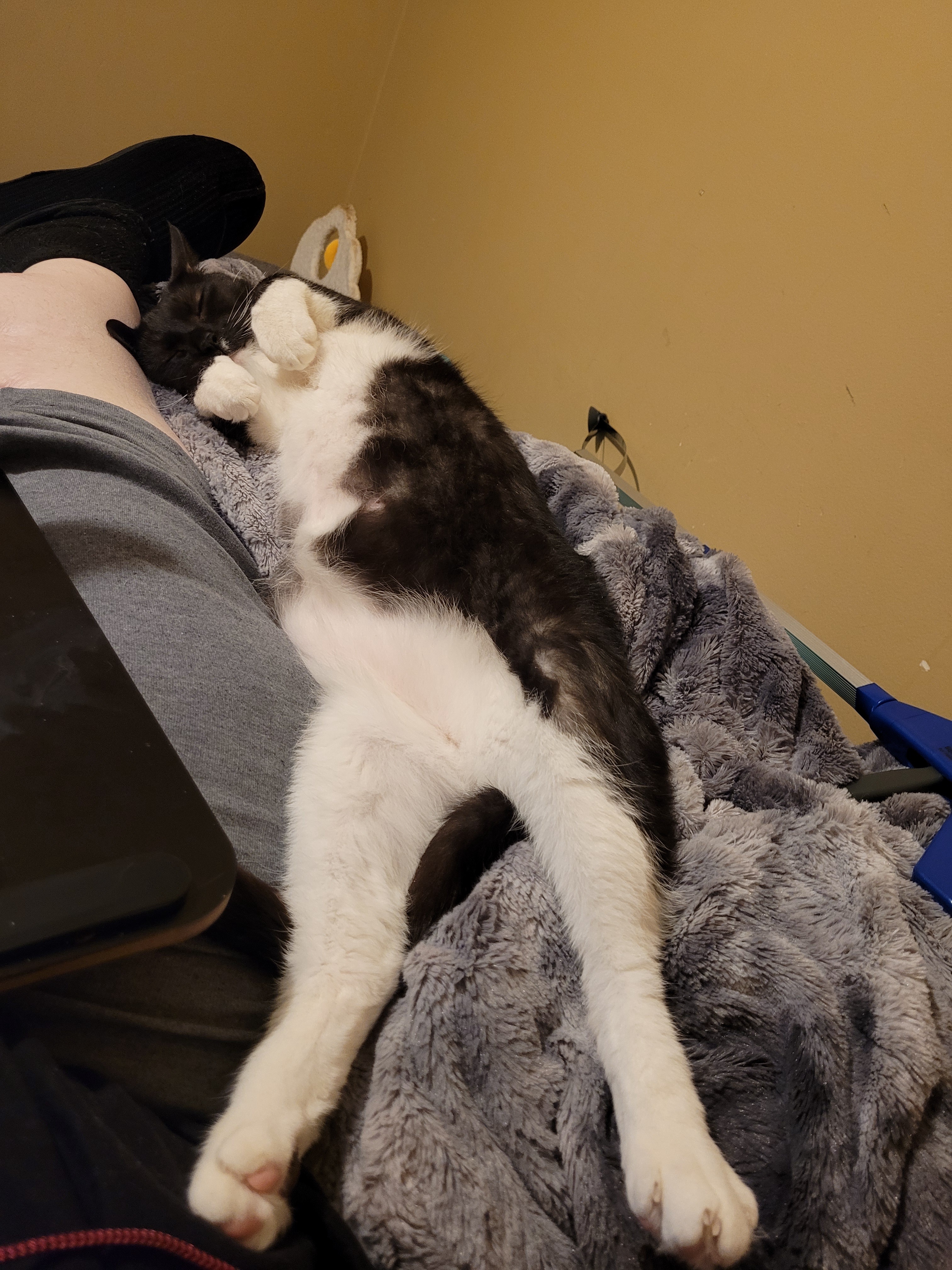 Celebrating Caturday with Joy!