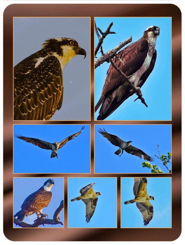 Spotlight on the majestic Osprey!
