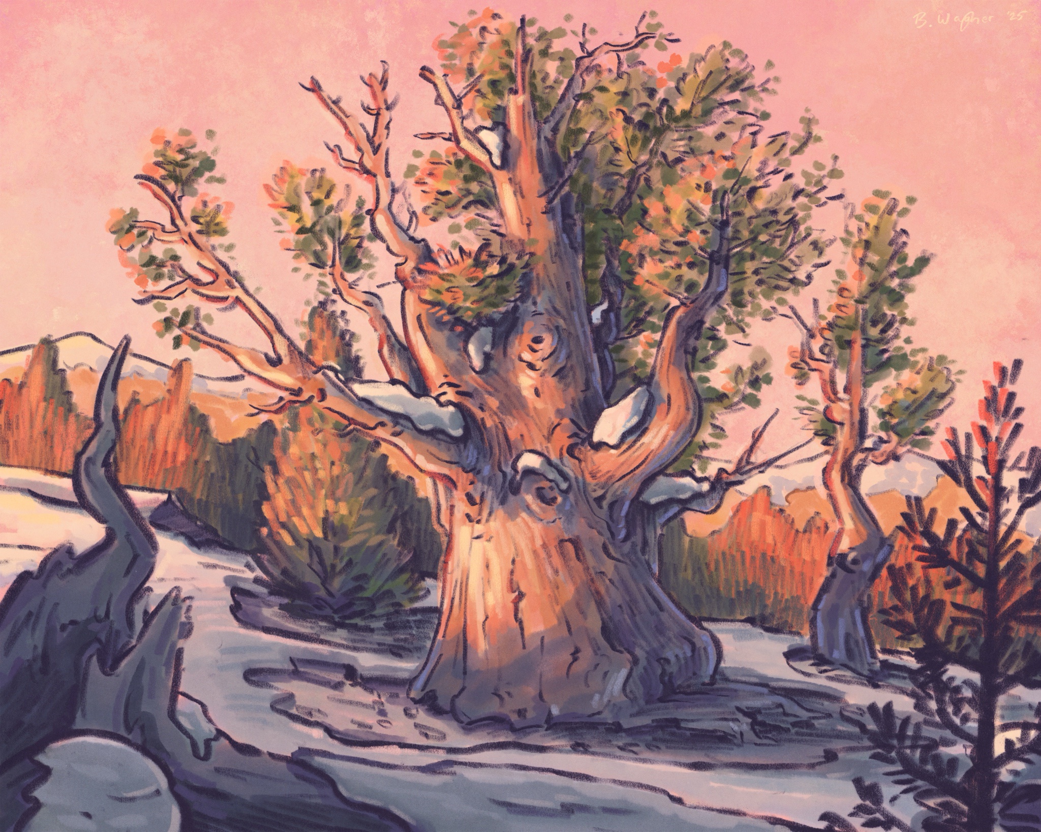 Dreaming big with Bristlecone vibes!