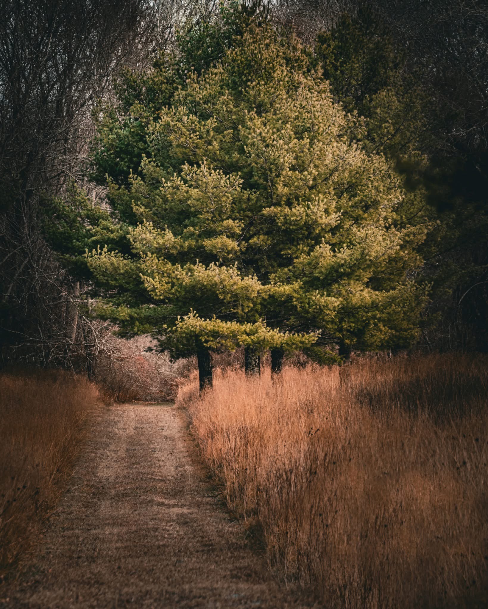 The Journey Ahead: A Pathway to Adventure
