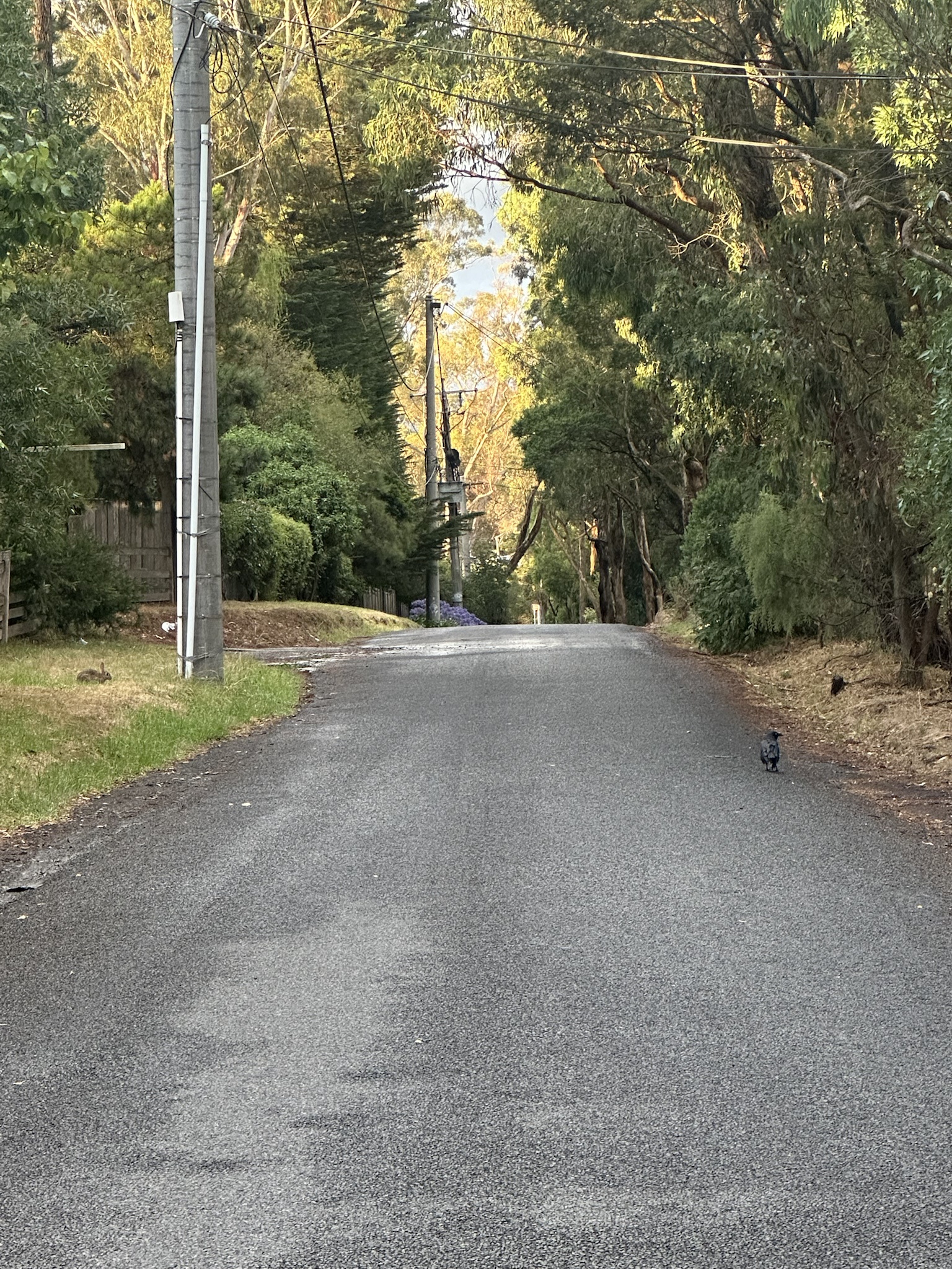 Journey Down the Iconic Yellow Brick Road