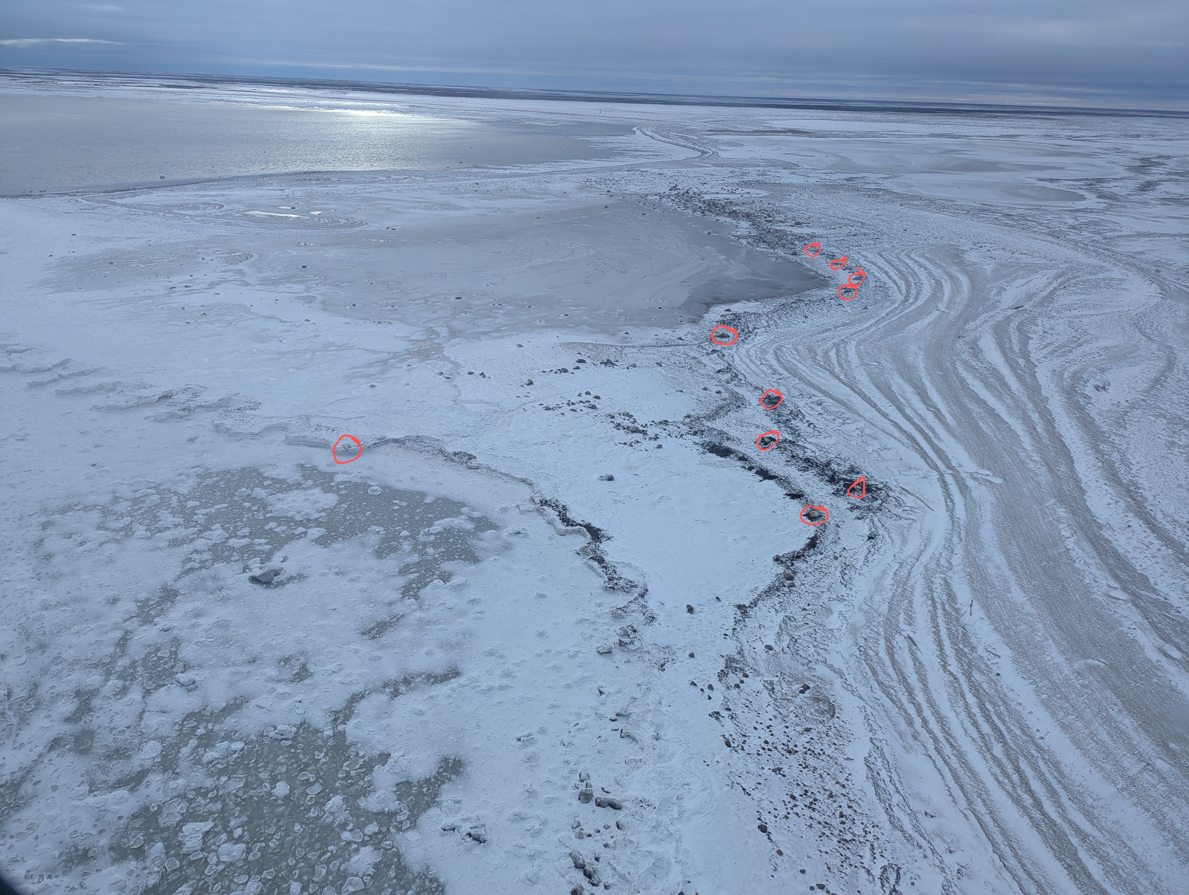 The Key to 10 Polar Bears: An Unusual Mystery