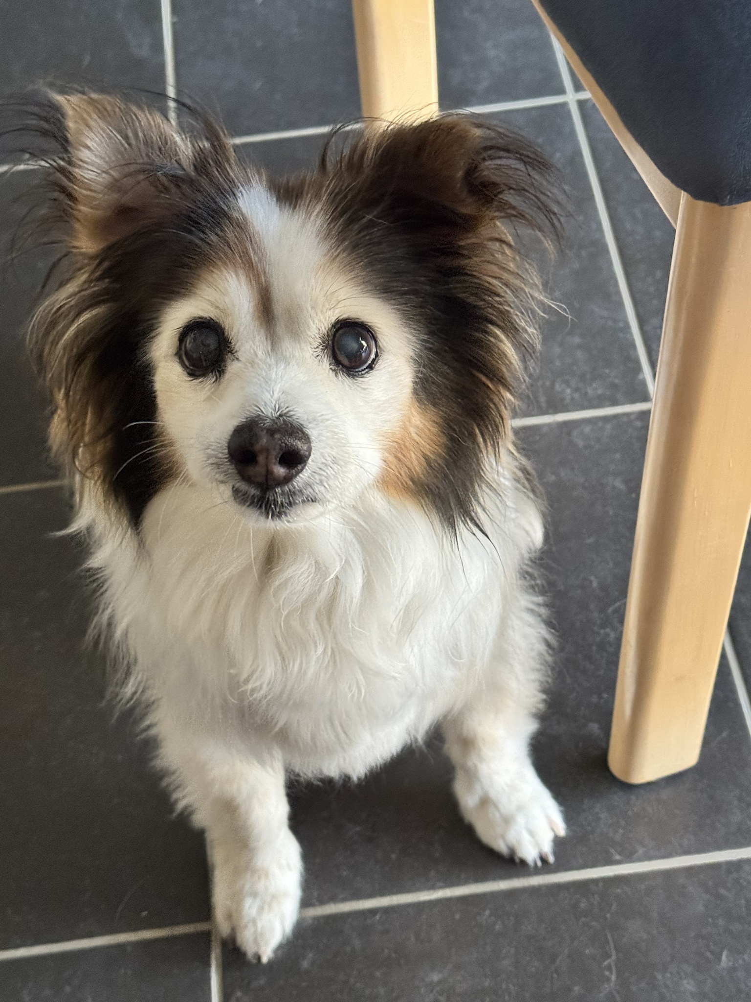 Daily Dose of Cuteness: Meet My Dog Panko