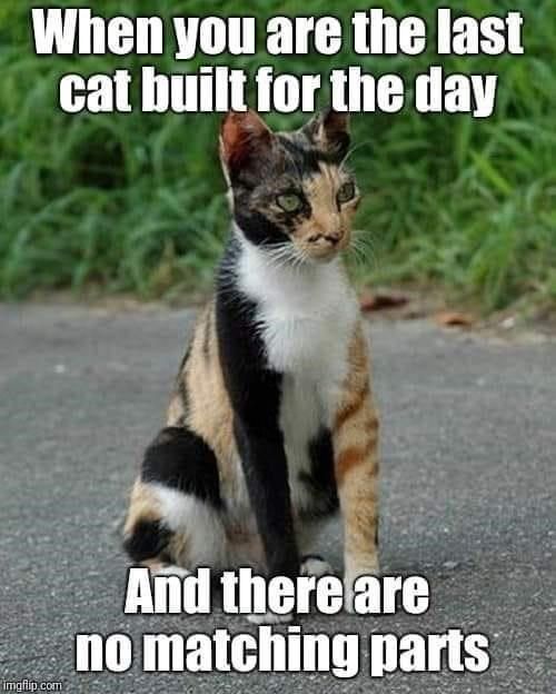 Adorable Cat Shenanigans That Will Make You Smile
