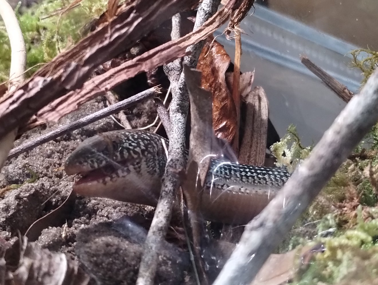 The Fascinating Glass Snake: Nature's Unique Wonder