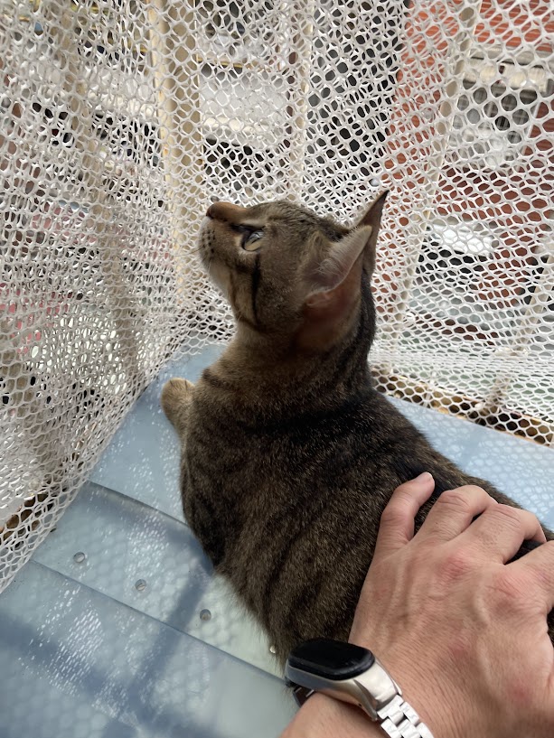 Just Another Cute Cat