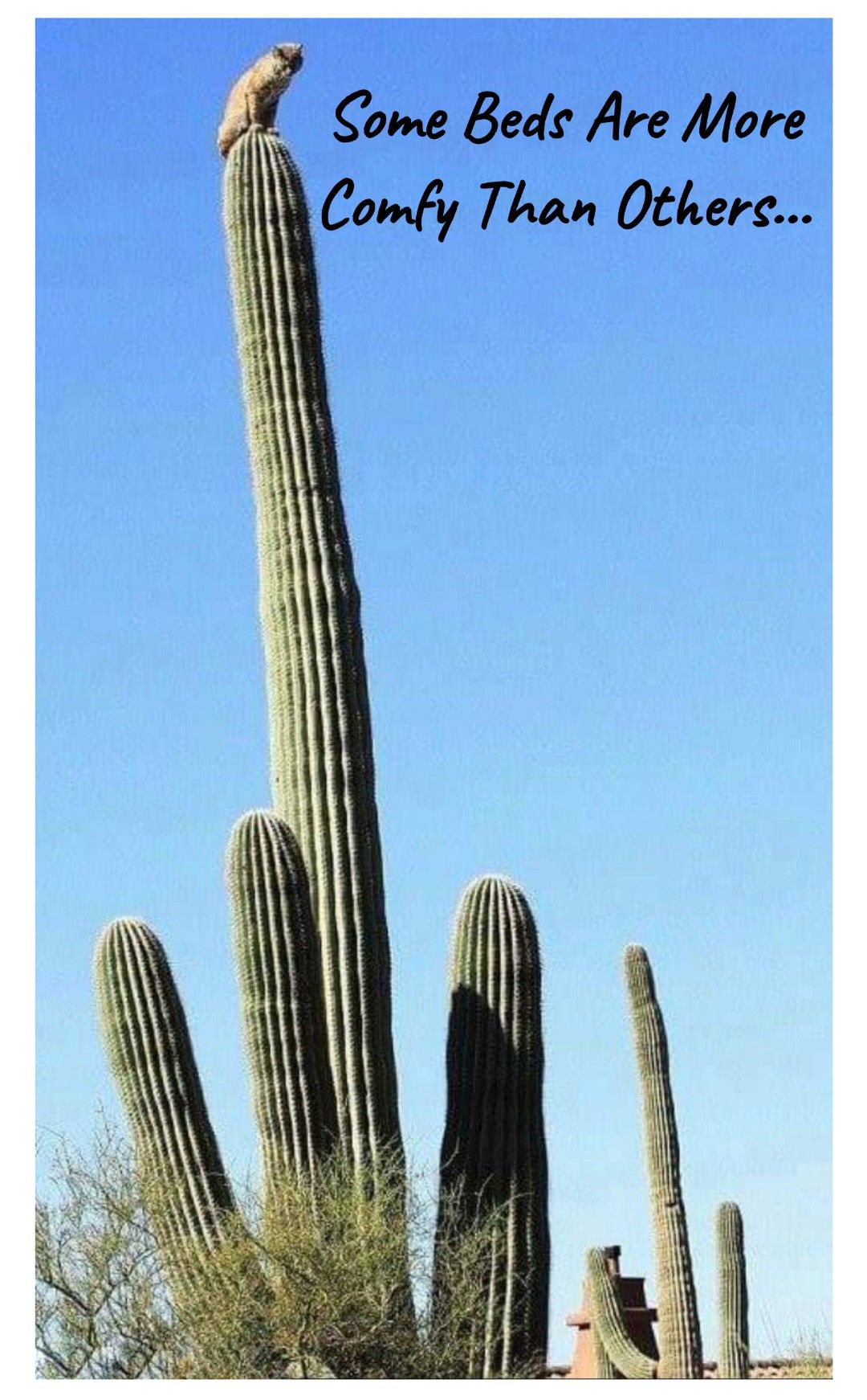 Bobcat's Bold Escape: Perched 50 Feet Up a 300-Year-Old Giant Saguaro Cactus from a Hungry Mountain Lion