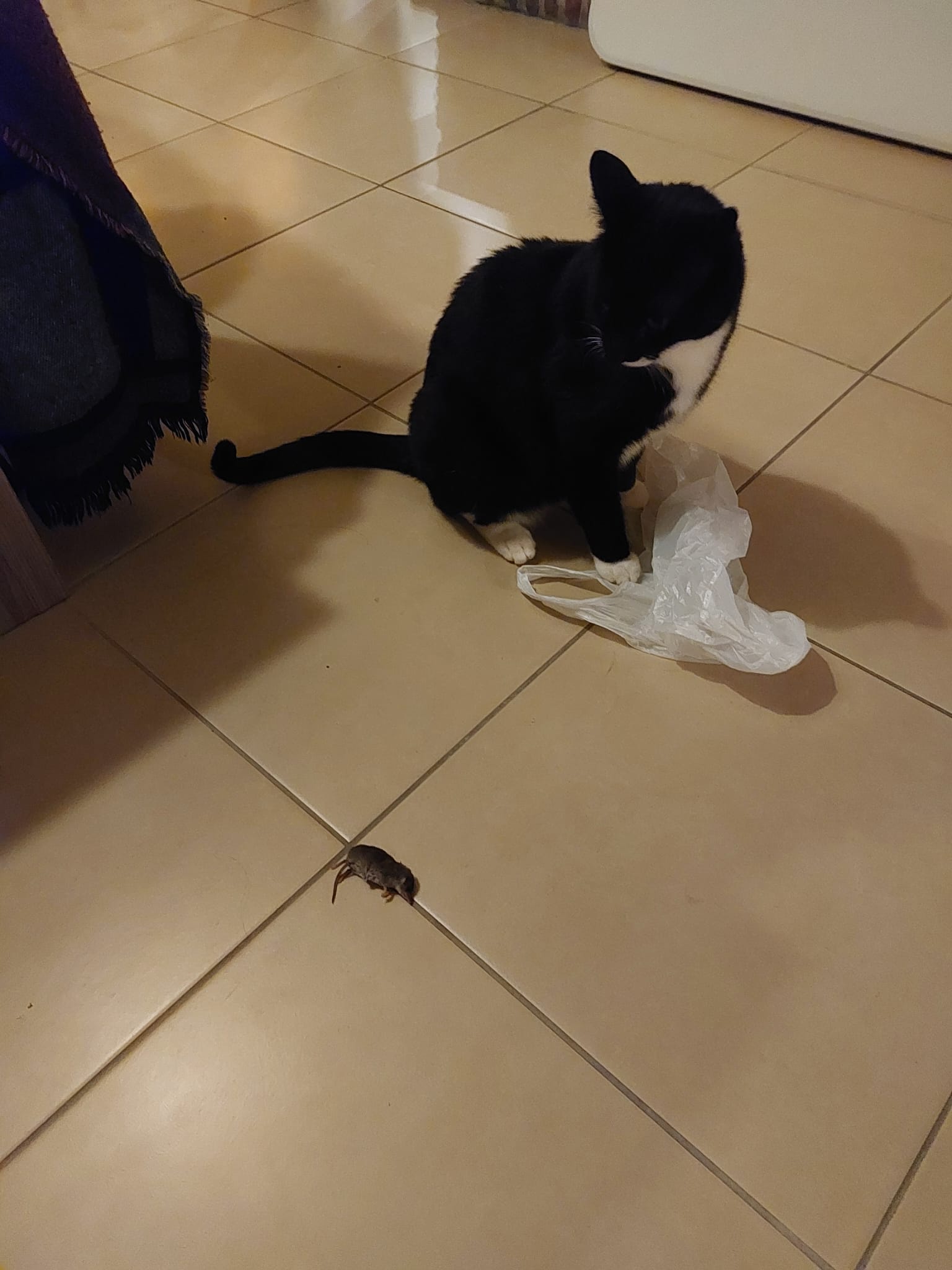 My cat just caught his very first mouse!