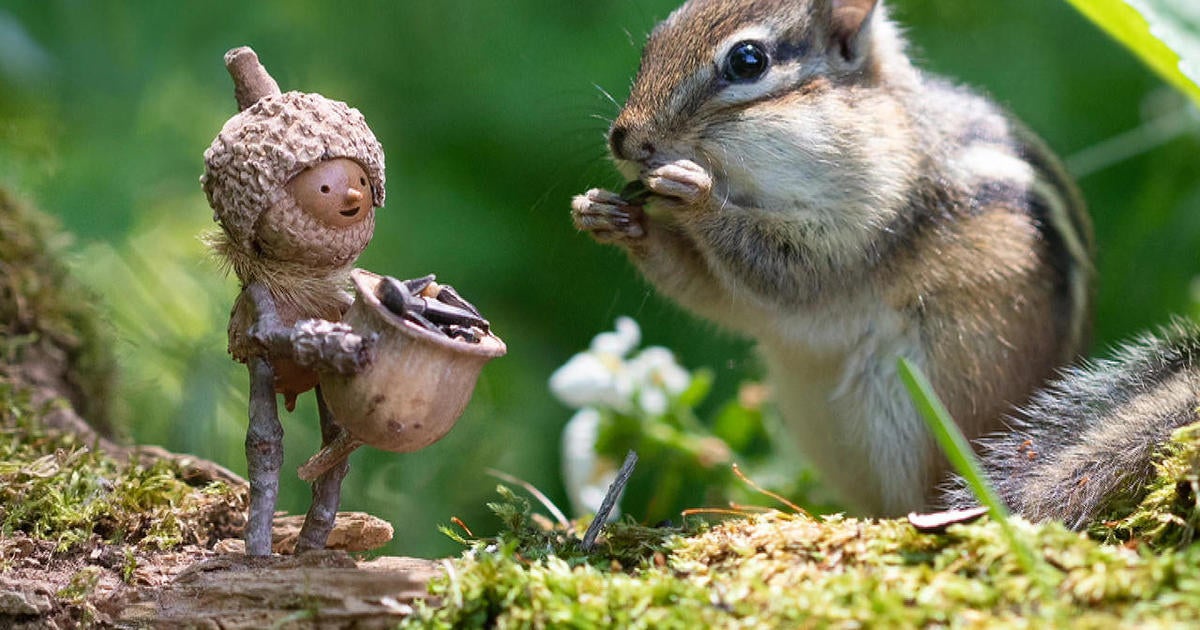 Acorn, Meet Becorn: A Nutty Adventure!