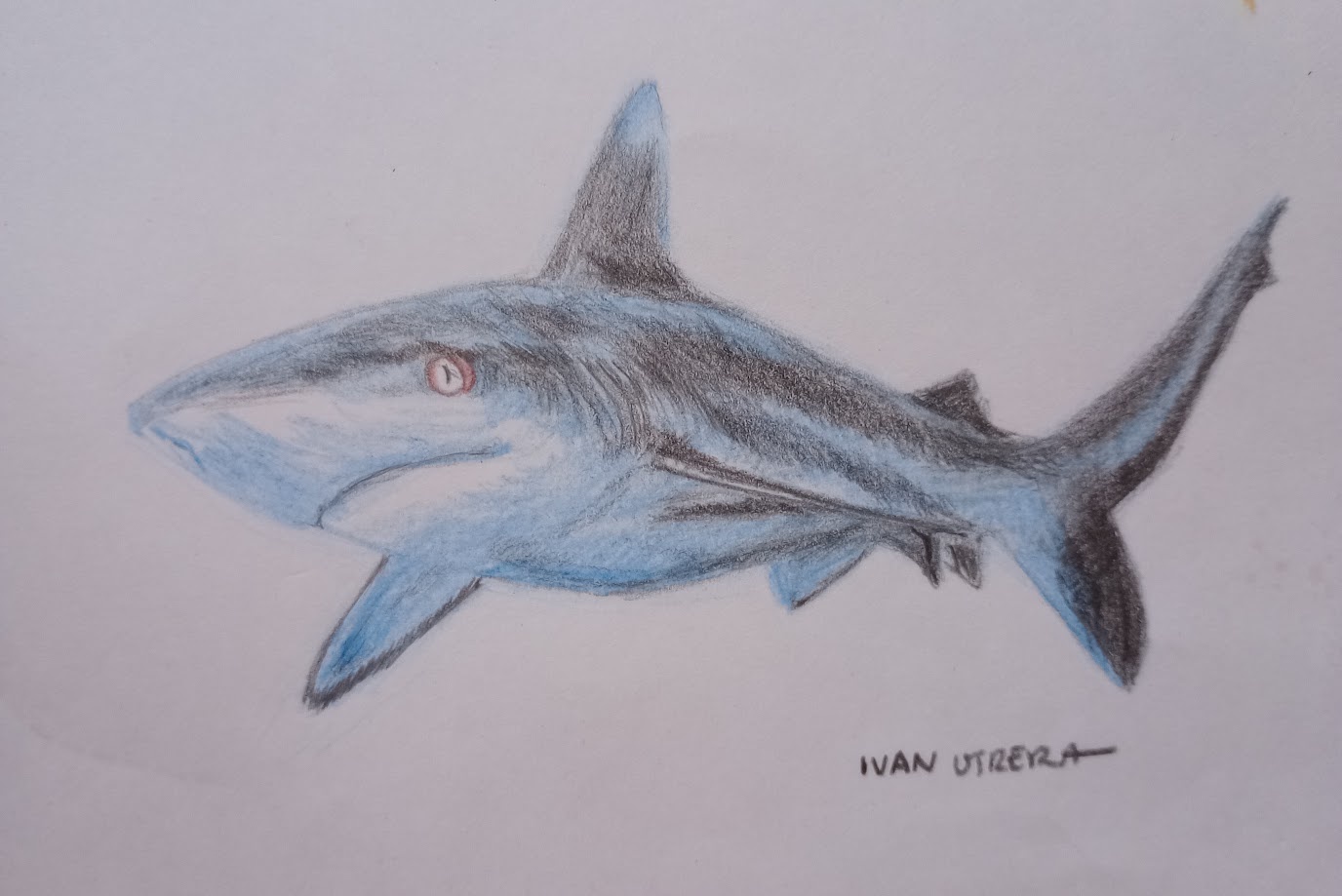 The Majestic Shark Encounter