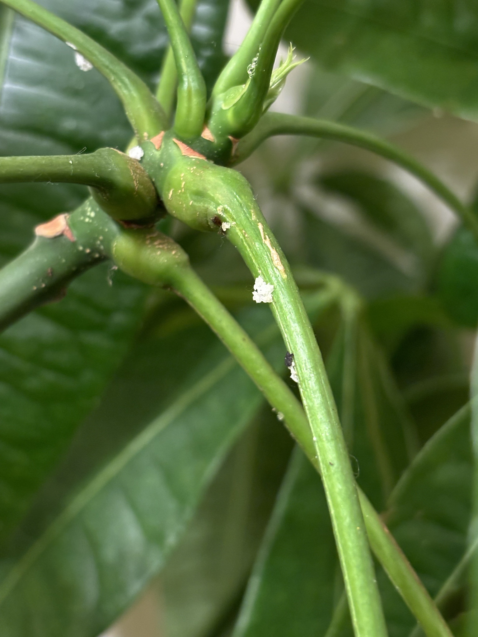 The Pesky Pachira Tree Problem