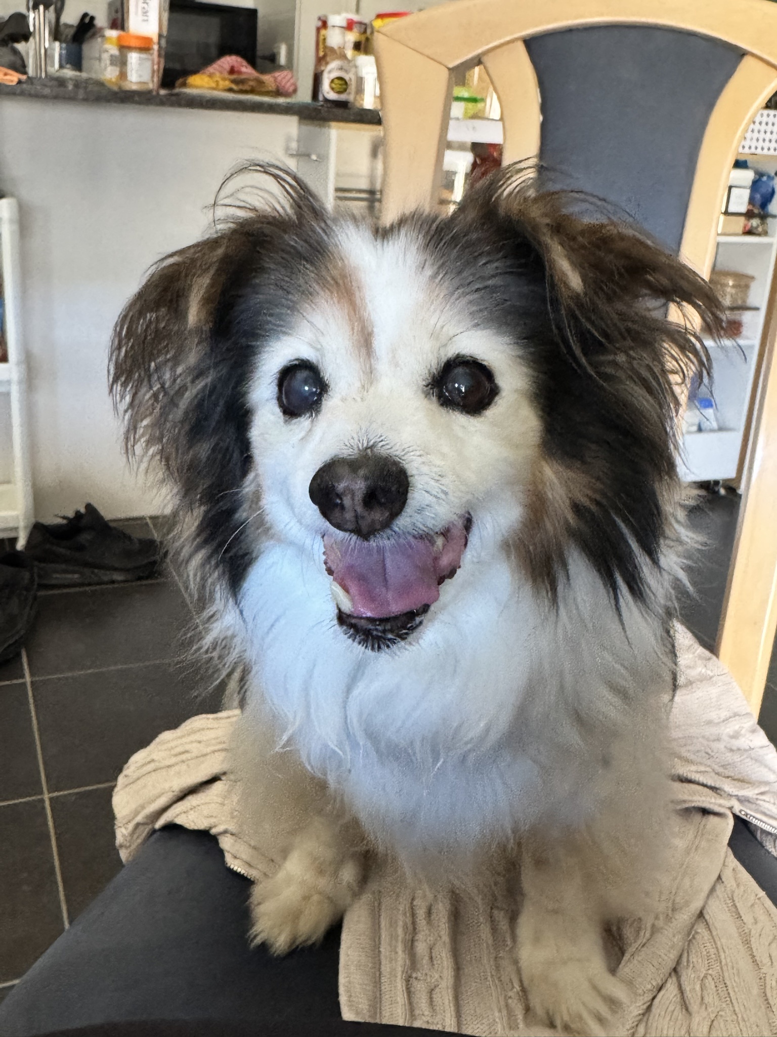 Daily Dose of Cuteness: Meet My Dog Panko