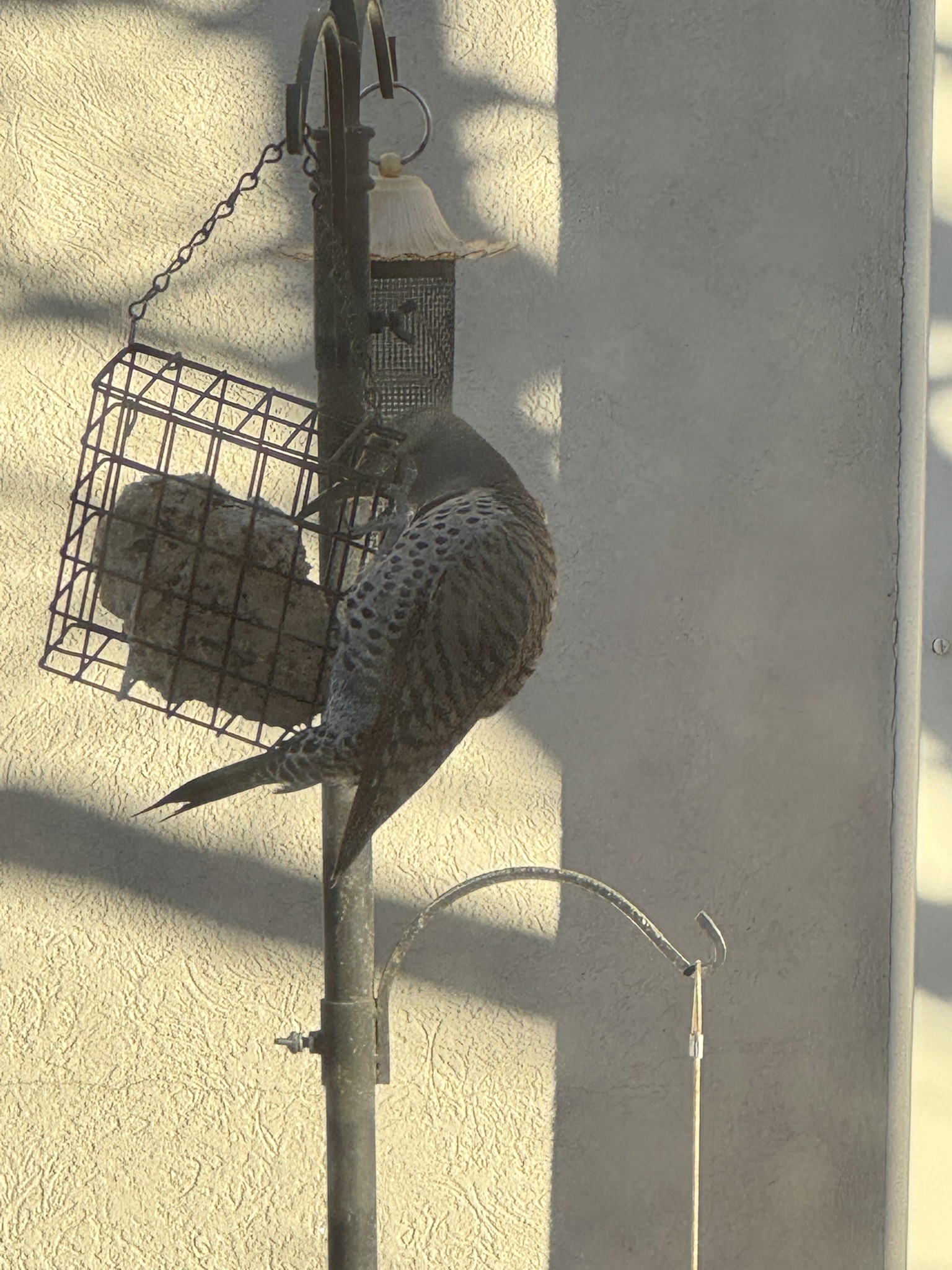 Introducing My Two New Birb Friends