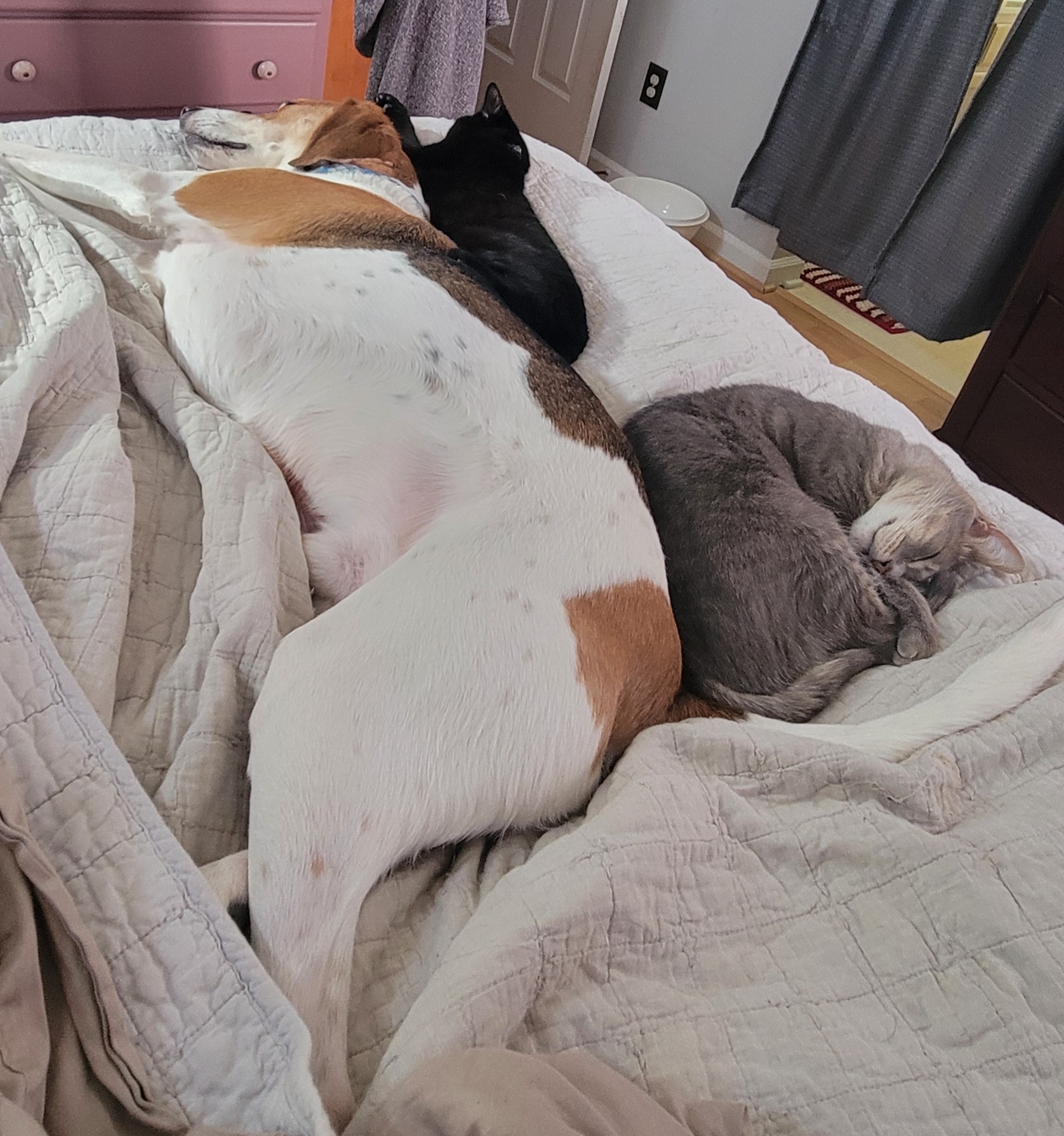 Cuddle Puddle Alert: Buddy, Loki, and Grayson Snuggle Up Together