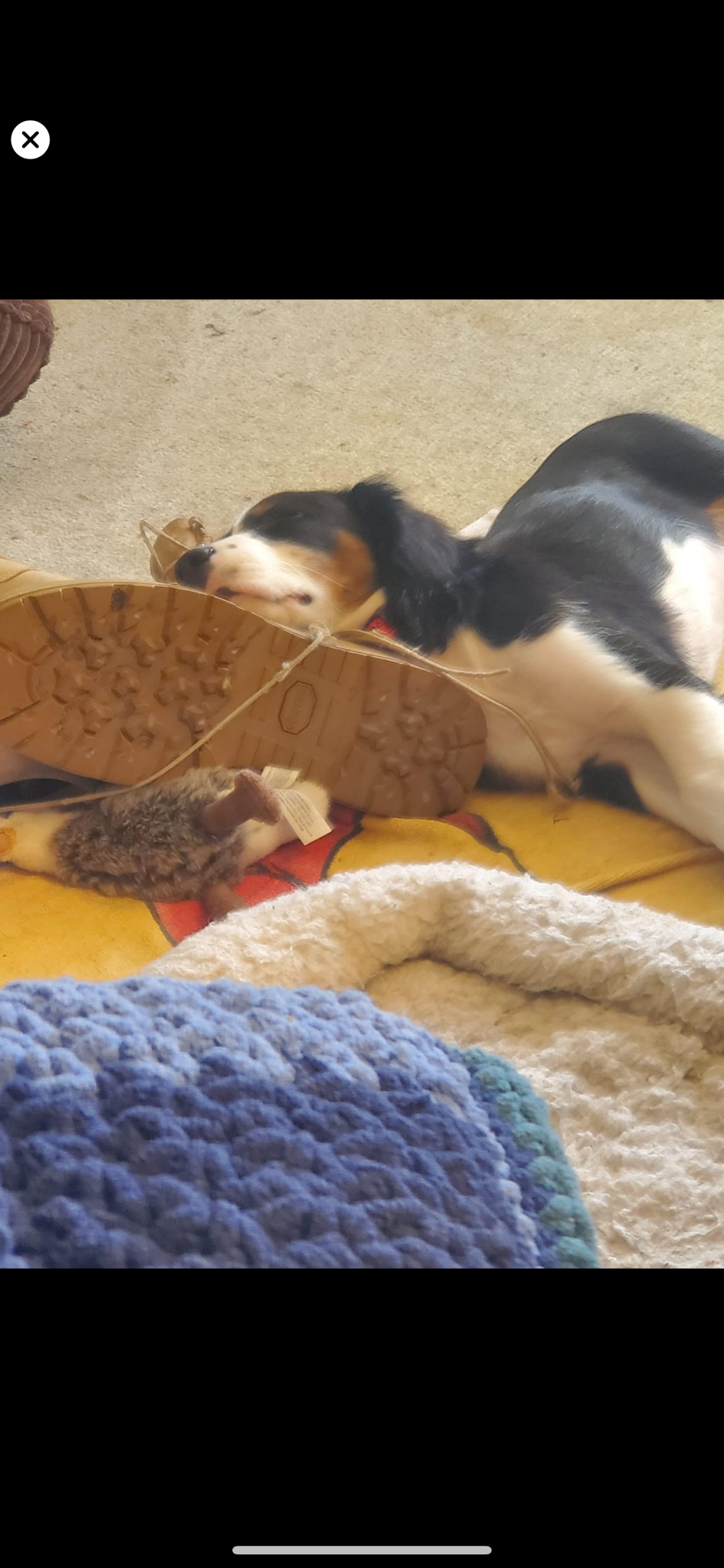 The ultimate couch potato!