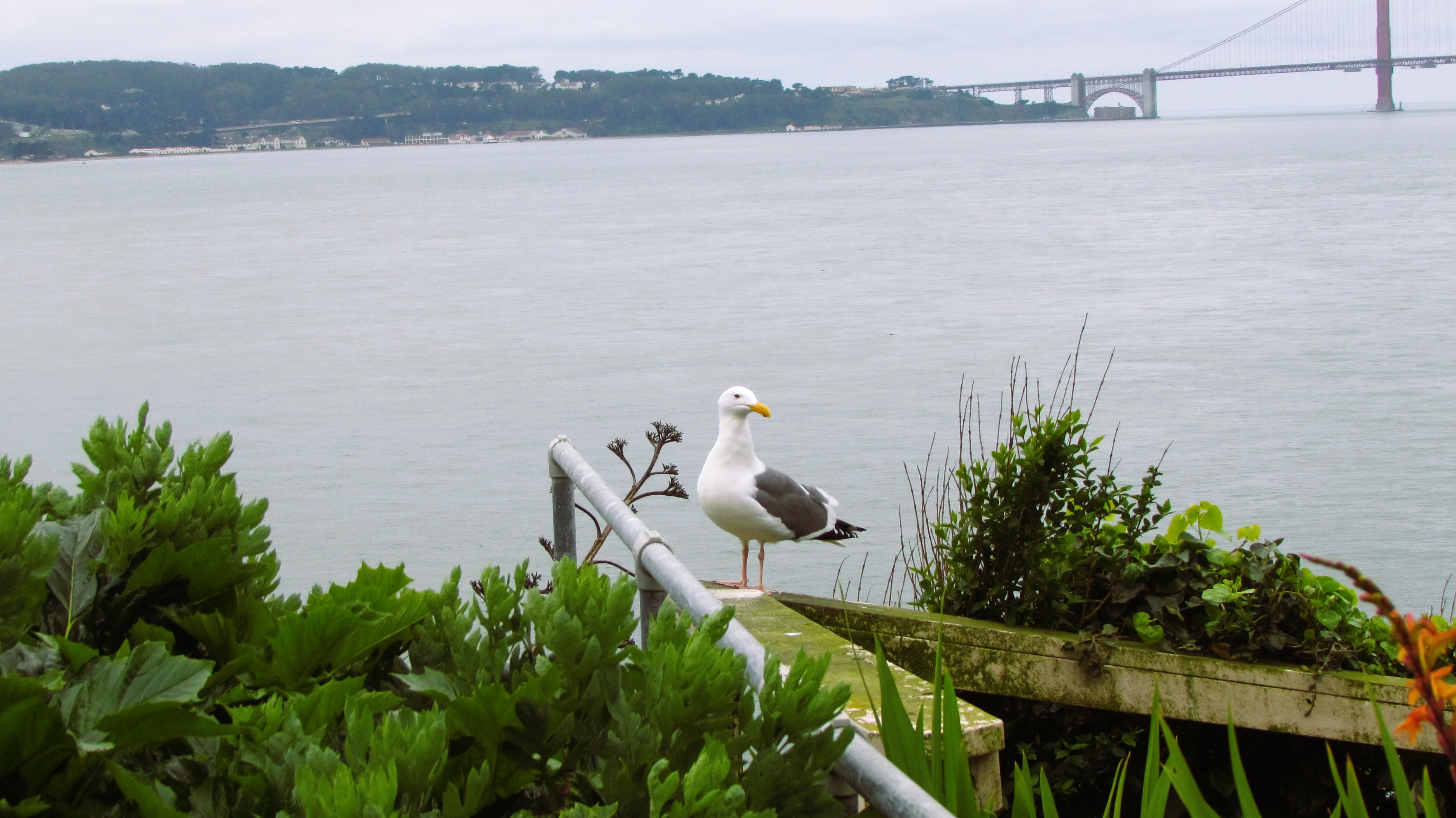 The Legendary Bird of Alcatraz