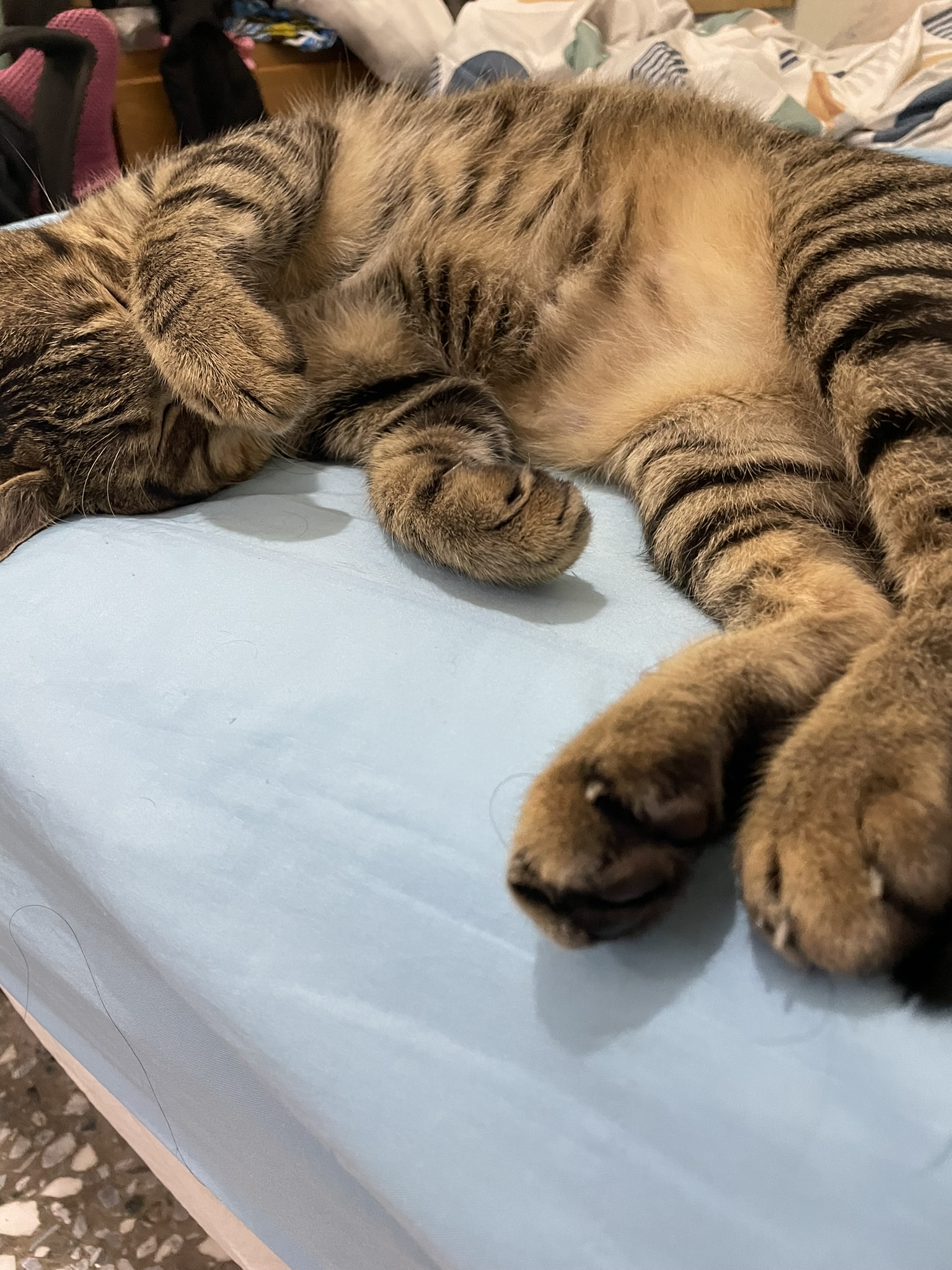 Another Adorable Sleeping Cat Moment