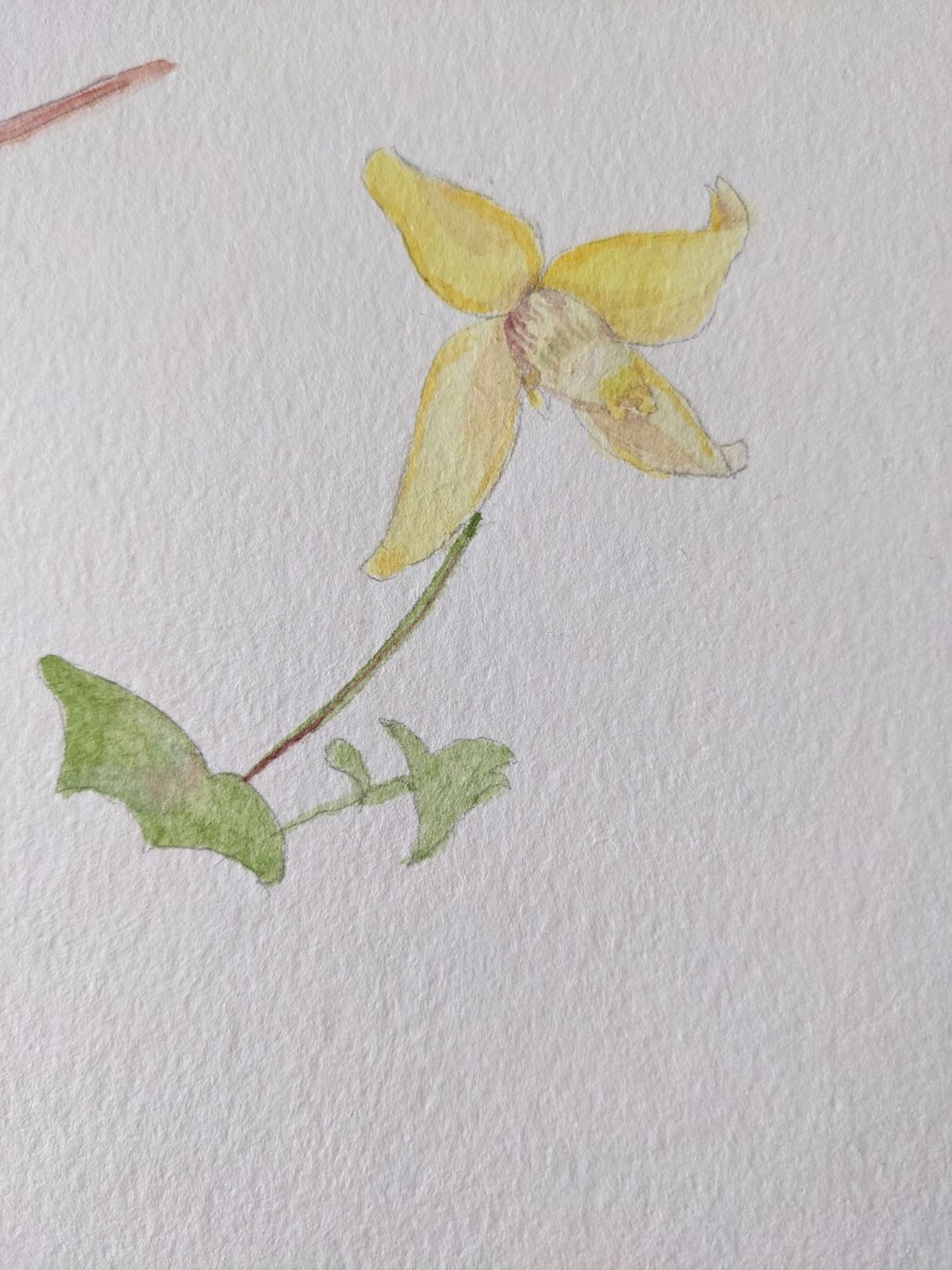 A wildflower brought to life in watercolor